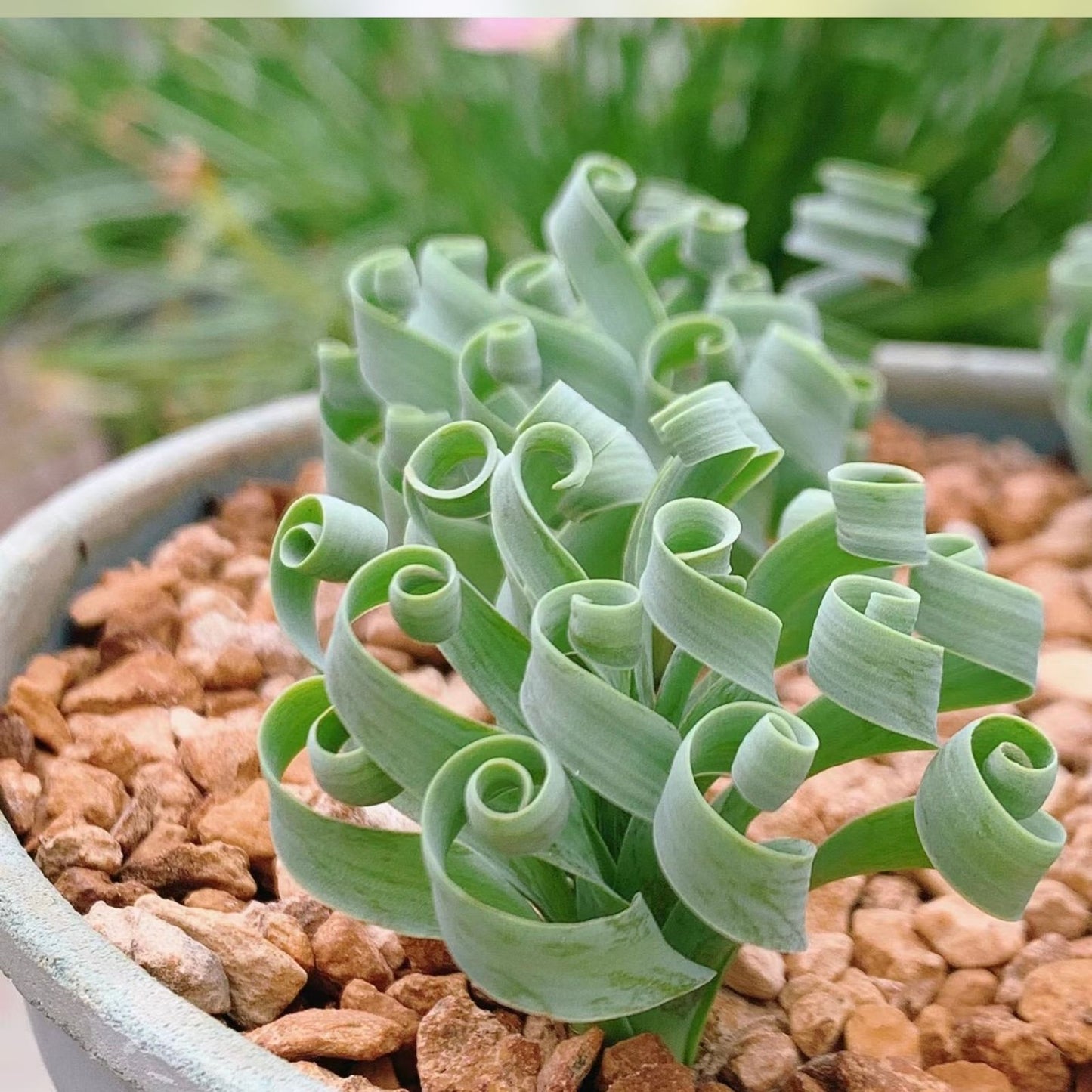 Succulent Bulbs 2" Pot Albuca Humilis Green White Blooms Indoor Plant for Home Decor