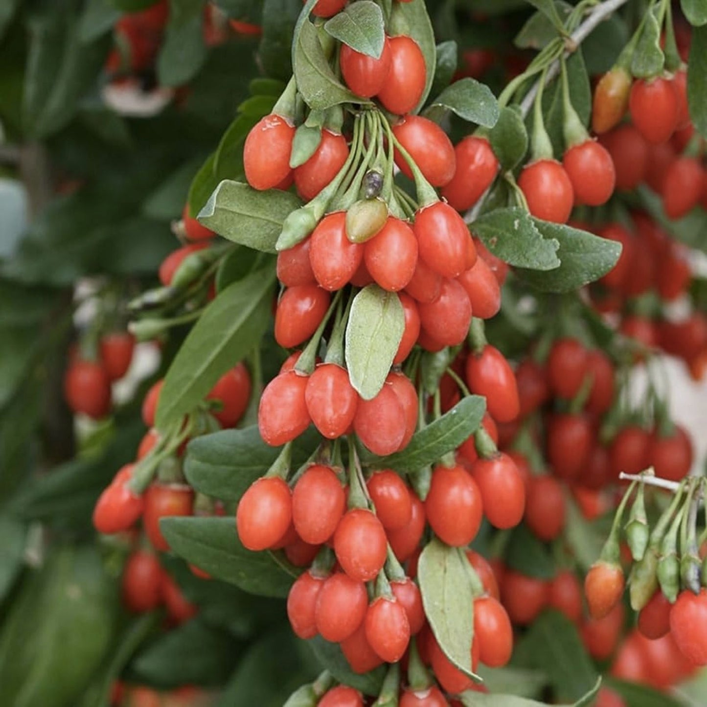 Goji Berry Seeds 100+ - Exotic Fruit Tree Lycium barbarum - Grow Your Own Superfood - Edible Berry Plant