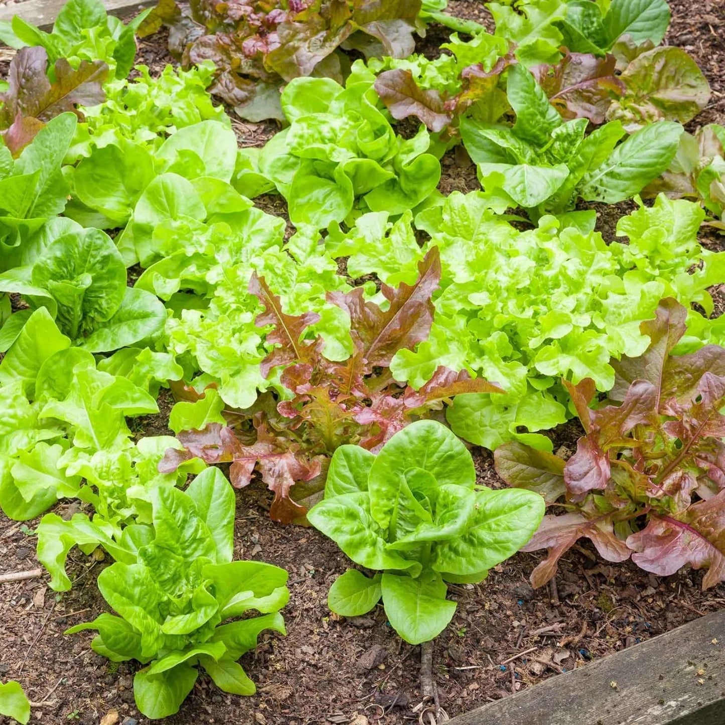 Heirloom Bibb Leaf Lettuce Seeds – Organic Non-GMO, 100 Seeds for Home Gardening, Fresh Salad Greens, Easy to Grow Lettuce Seeds