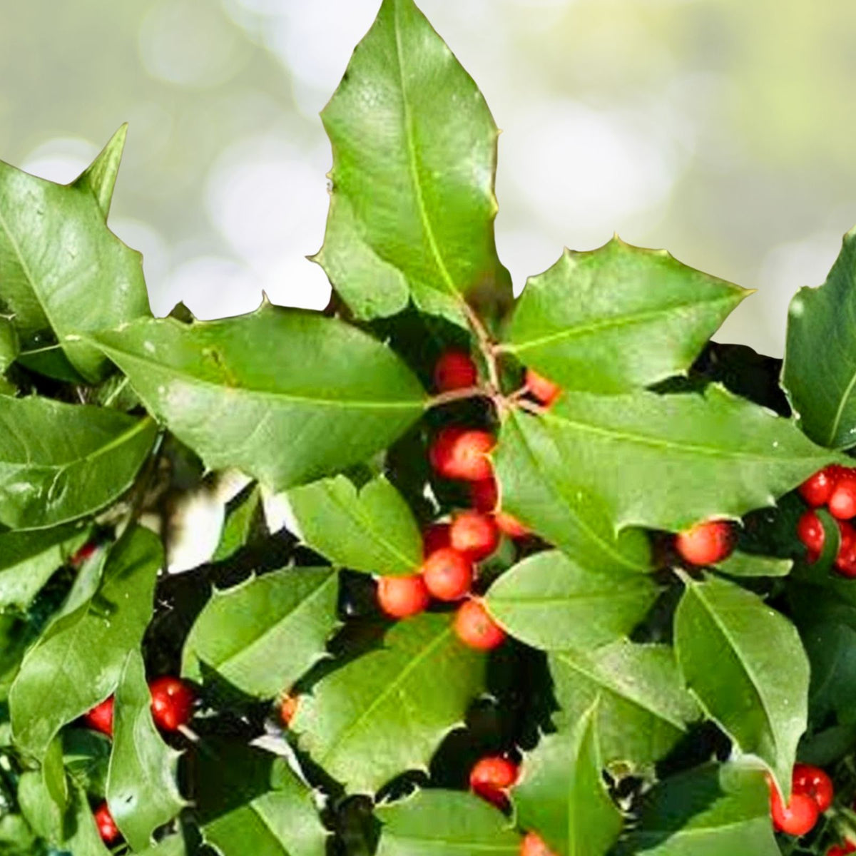 American Holly Ilex Cuttings 75+ Unrooted Organic Evergreen Tree 5 8" Winter Interest Fragrant Flowers Wildlife Attractant