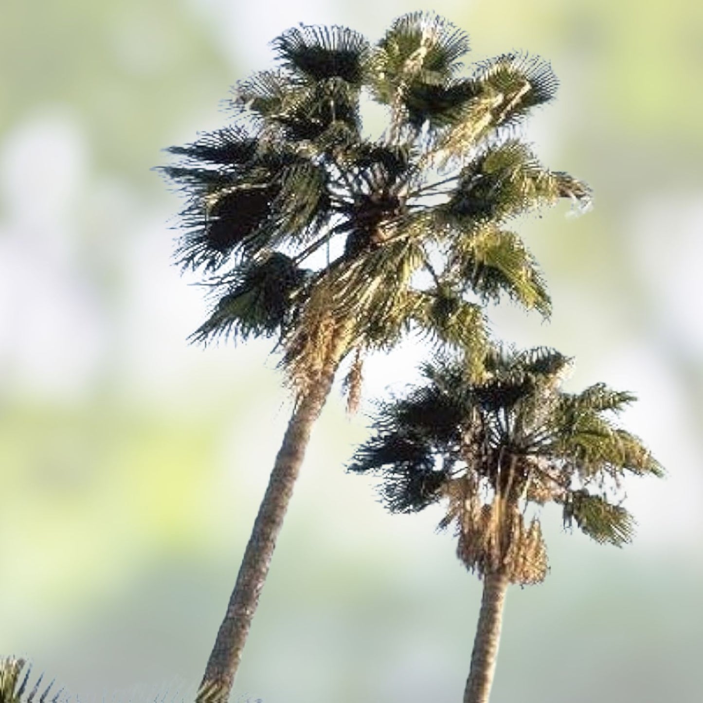 Mexican Fan Palm Seeds Washingtonia Robusta Live Plant Starter Bare Root Landscaping 20 Pack