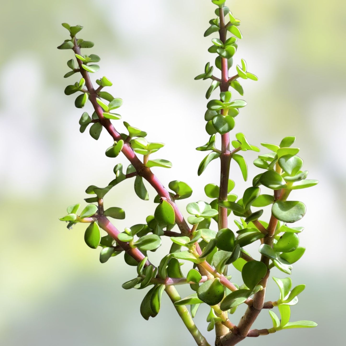 Elephant Bush Cuttings - 6 Variegated Succulent Plants - Drought Tolerant Easy Care Portulacaria afra