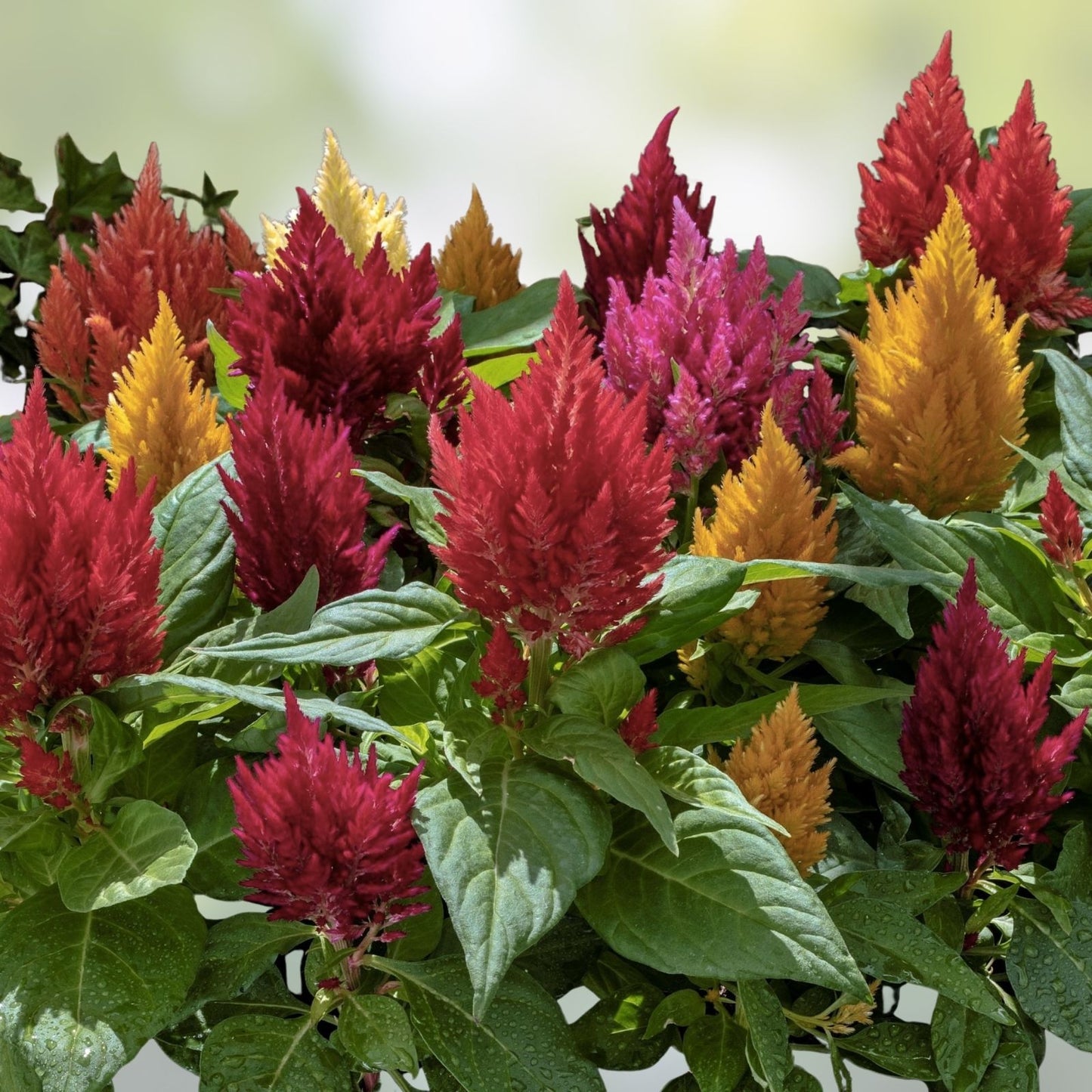 Kimono Celosia Seeds - 200 Organic Mix Variety - USA Grown, Free Shipping - Ornamental Flower Seeds