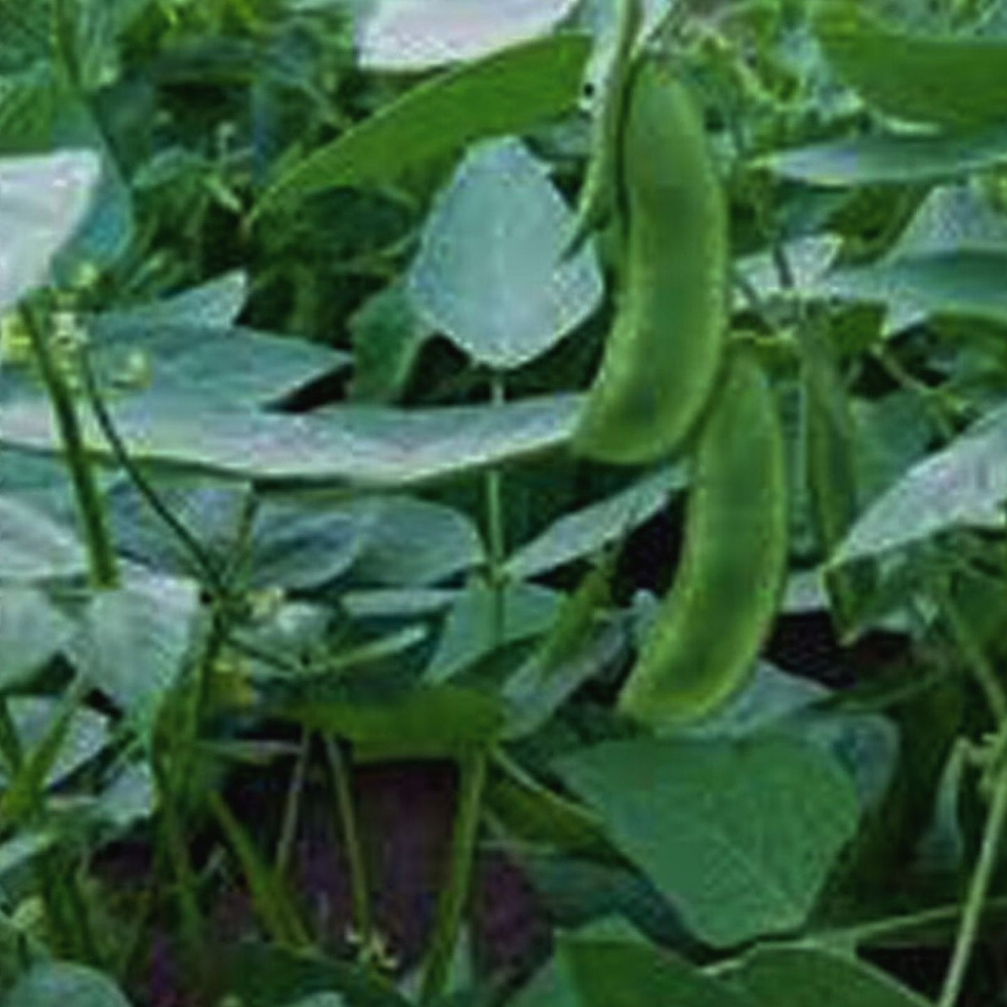 Lima Bean Seeds 20+ Non-GMO Henderson Bush Variety Healthy Phaseolus lunatus Vegetable Seeds