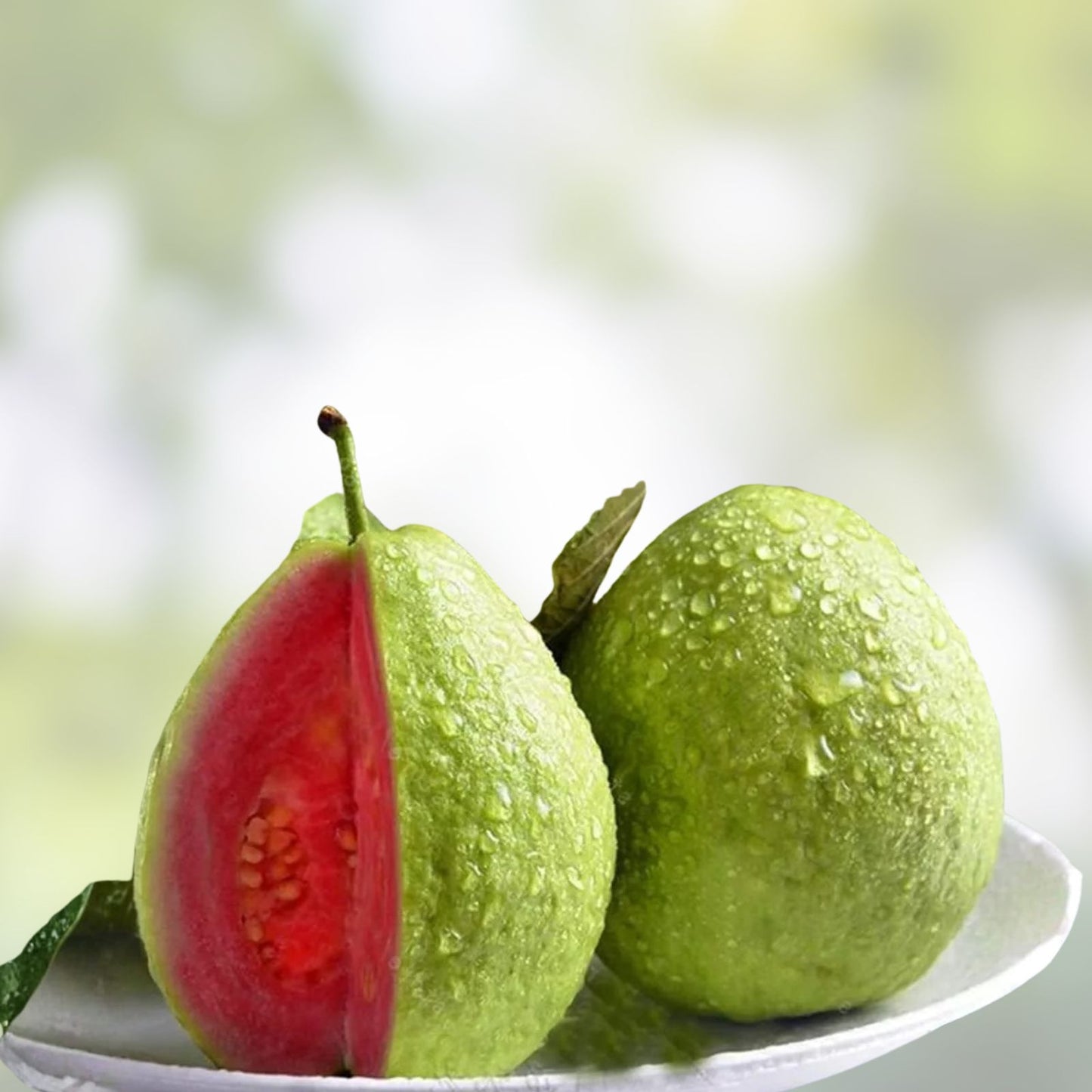 Guava Fruit Tree Seeds 100 Pack - Tropical Exotic Variety Psidium guajava for Gardening and Growing