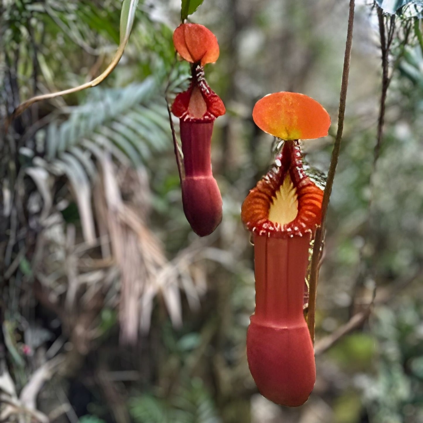 Nepenthes Truncata “Red” x Insignis “Biak” EP Rooted Cuttings – Tropical Carnivorous Plant for Sale