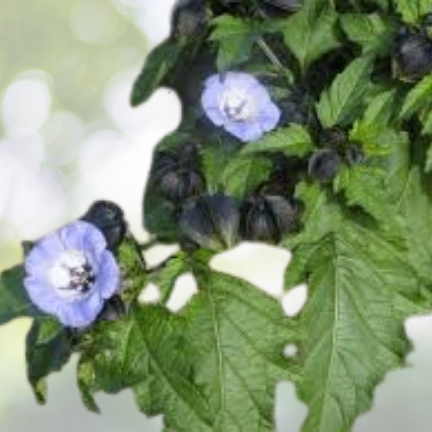 Organic Apple of Peru Seeds - 50+ Seeds, Nicandra Physalodes var. nigra, Heirloom Plant for Gardens