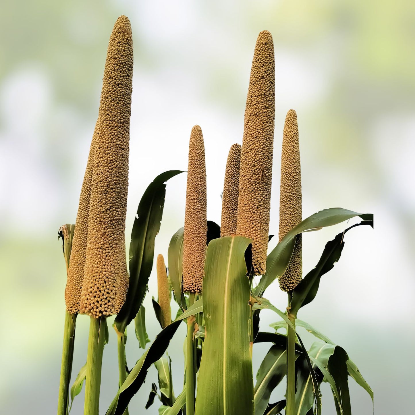 Lime Light Millet Ornamental Grass Seeds 50 Pack - Pennisetum glaucum Decorative Garden Grass Seed, Live Plant, Cutting, Bare Root