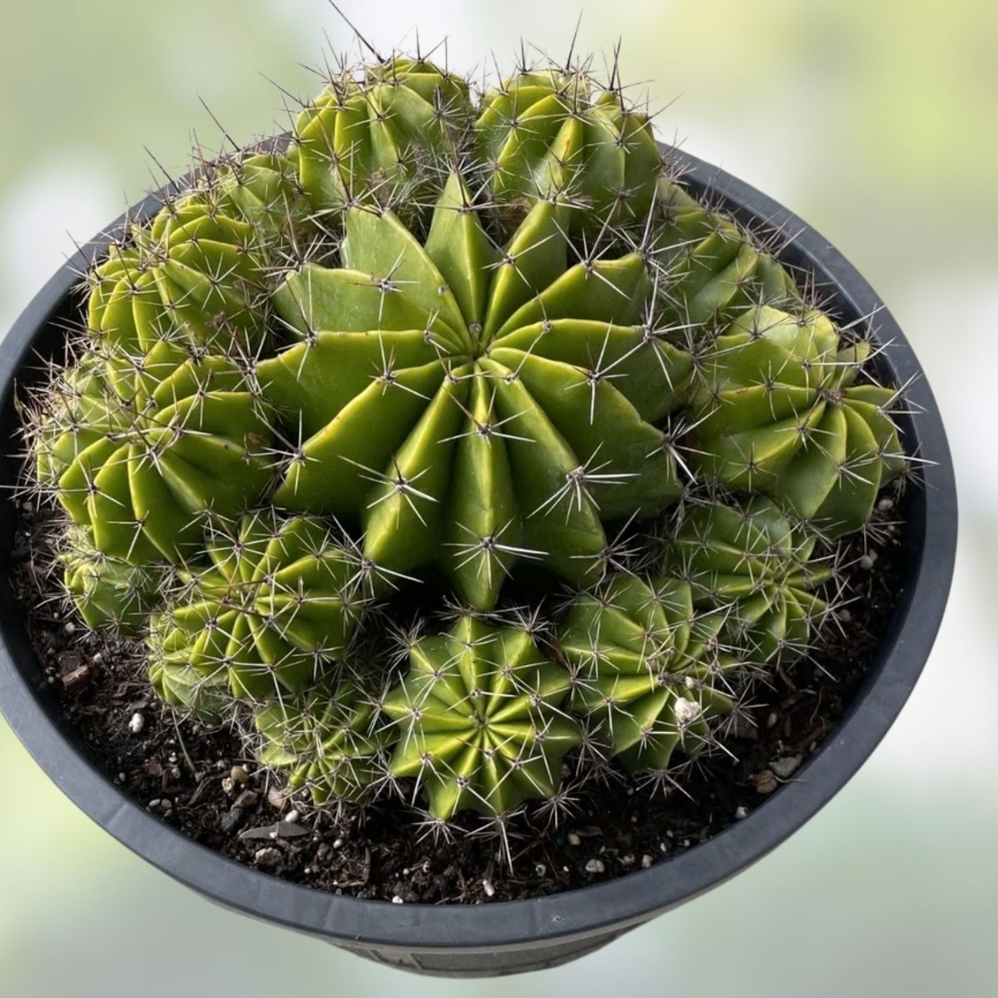 Echinopsis Hybrid Riverside Cutting – Large Unrooted Succulent Cactus, Propagation Plant, 12x4 Inch, 4 Pound