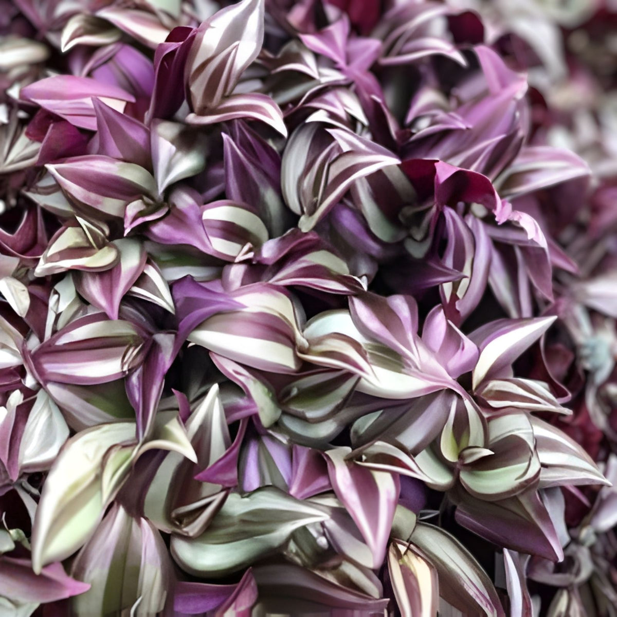 Tradescantia Zebrina Cuttings 10-Pack - Wandering Jew Plant - Easy Care Indoor Plant - Free Shipping