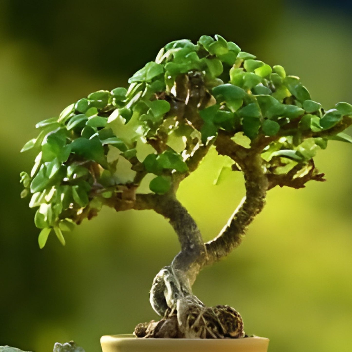 Love Bonsai Tree Cutting - Small Indoor Plant - Ficus Microcarpa - Perfect for Home Decor and Gifts