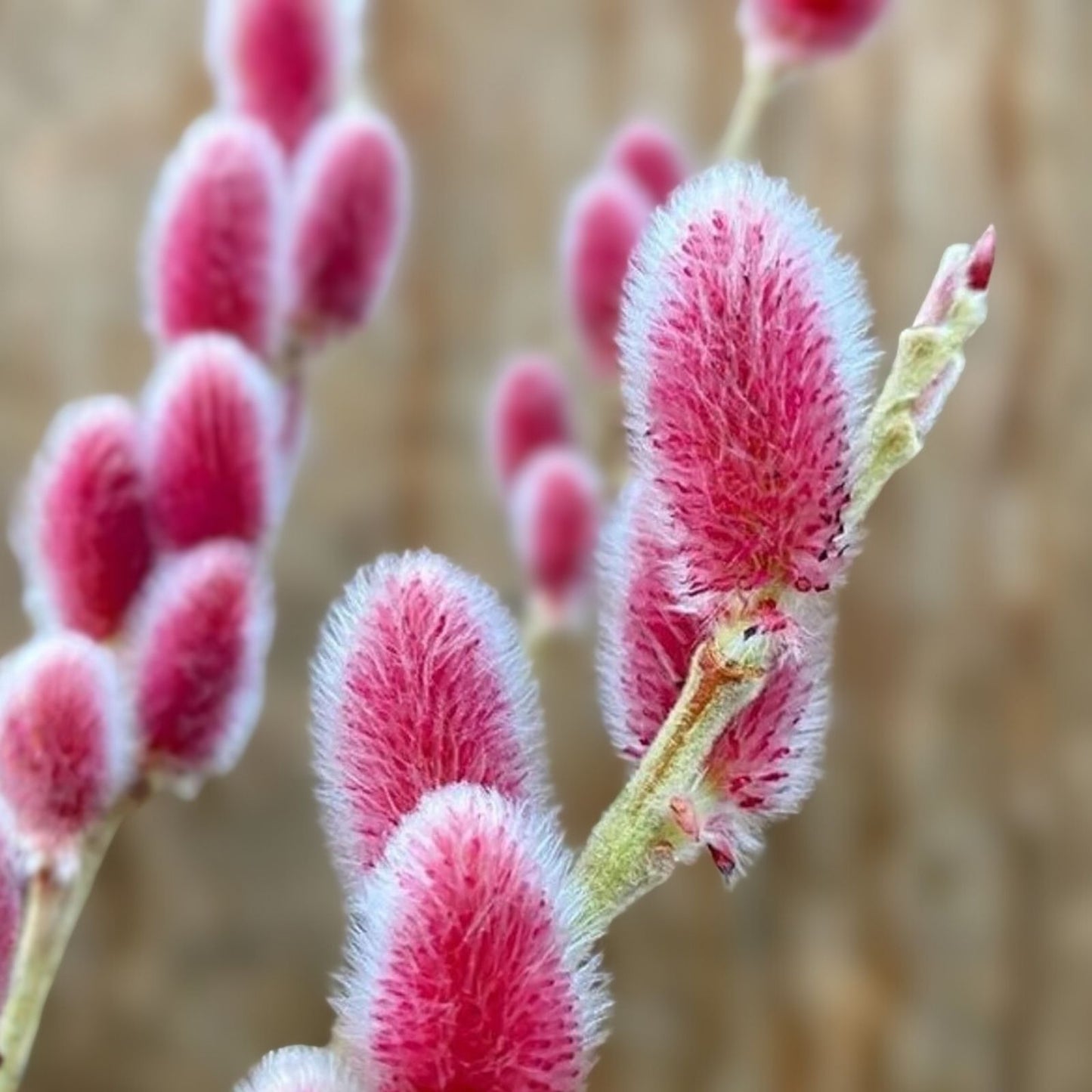 Pink Pussy Willow Live Plant – 18+ Inches – Salix discolor 'Rosea' – Pink Catkins Shrub for Gardens and Landscaping