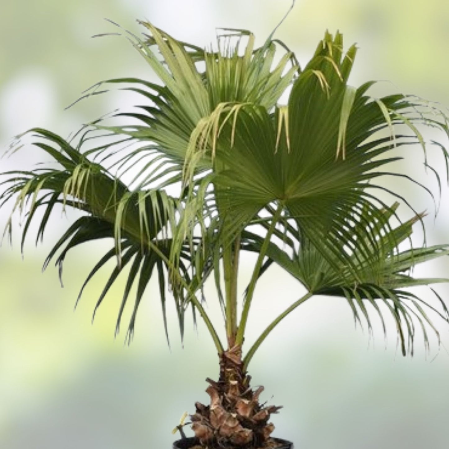 Fan Palm Bonsai Tree Seeds - 10 Pack Livistona spp. Indoor Garden Planting Kit
