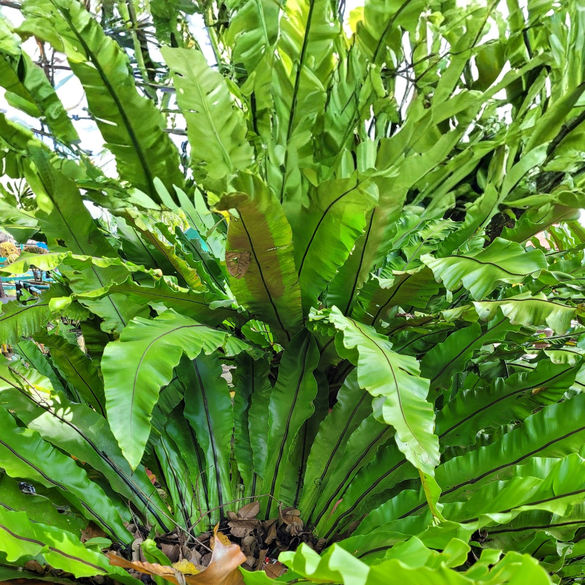 Large Bird Nest Fern Plant - Tropical Indoor Houseplant with Lush Green Fronds - Asplenium Nidus for Humid Environments