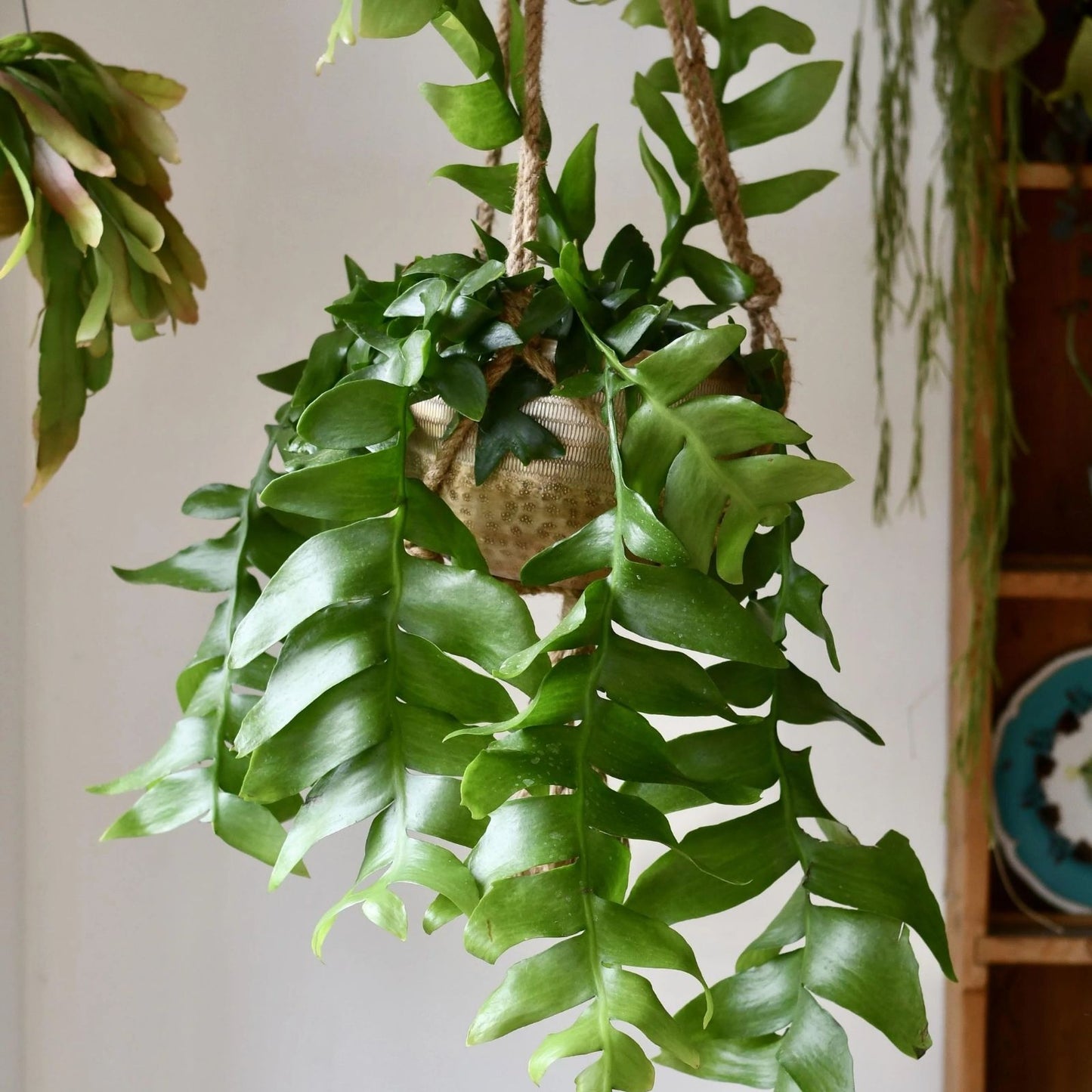 Shark's Tooth Fern Cactus Cuttings - Live Plant Selenicereus chrysocardium - Succulent, Unique Green Foliage, Easy to Grow