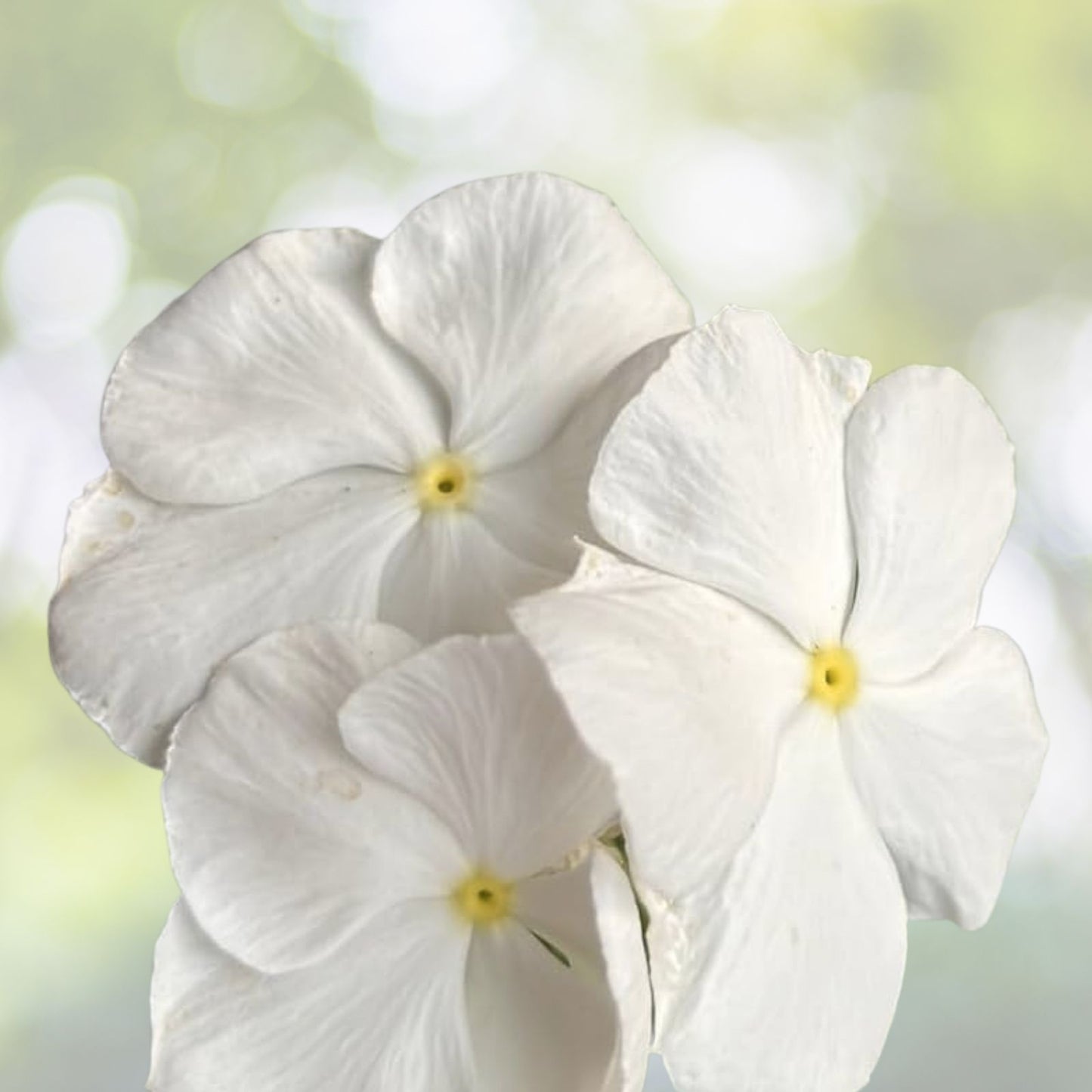 Dwarf White Periwinkle Seeds - 100+ Count Vinca Little Blanche Ground Cover Flowers