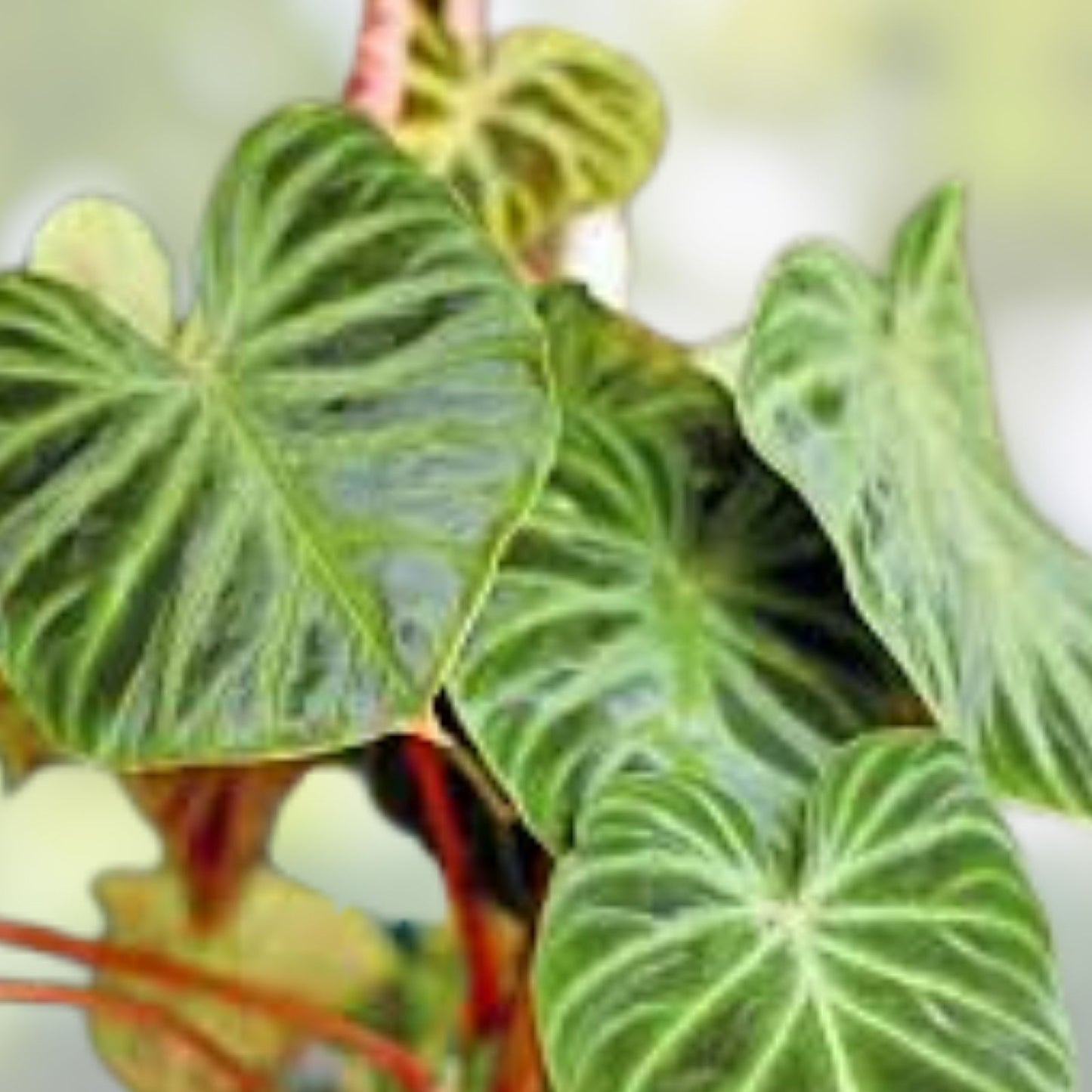 Philodendron Verrucosum One Leaf Mid-Cutting Tropical Houseplant for Indoor Decor, Vivarium, Greenhouse