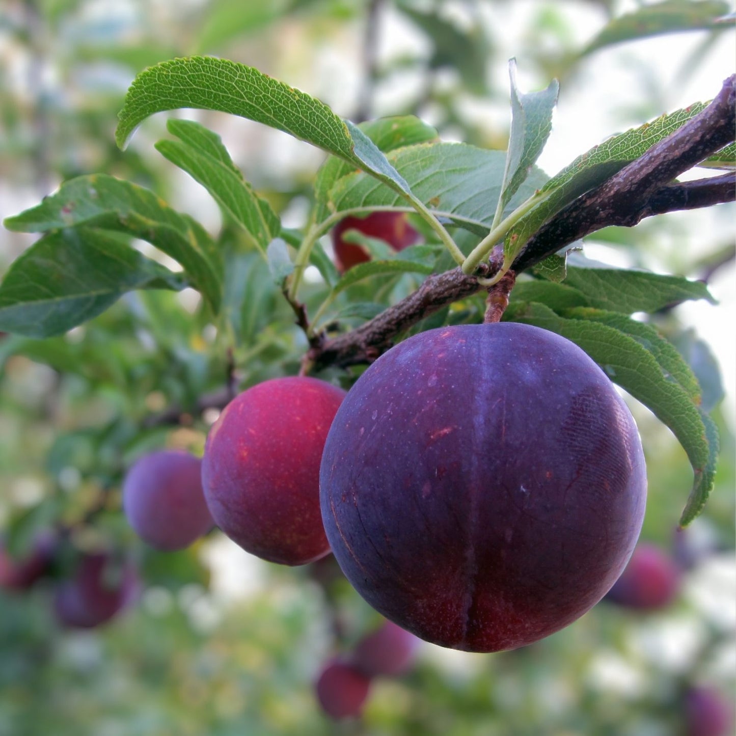 Flavor Supreme Pluot Tree Live Plant, 1/2" Trunk, Grown From Cuttings, Prunus domestica x Prunus salicina