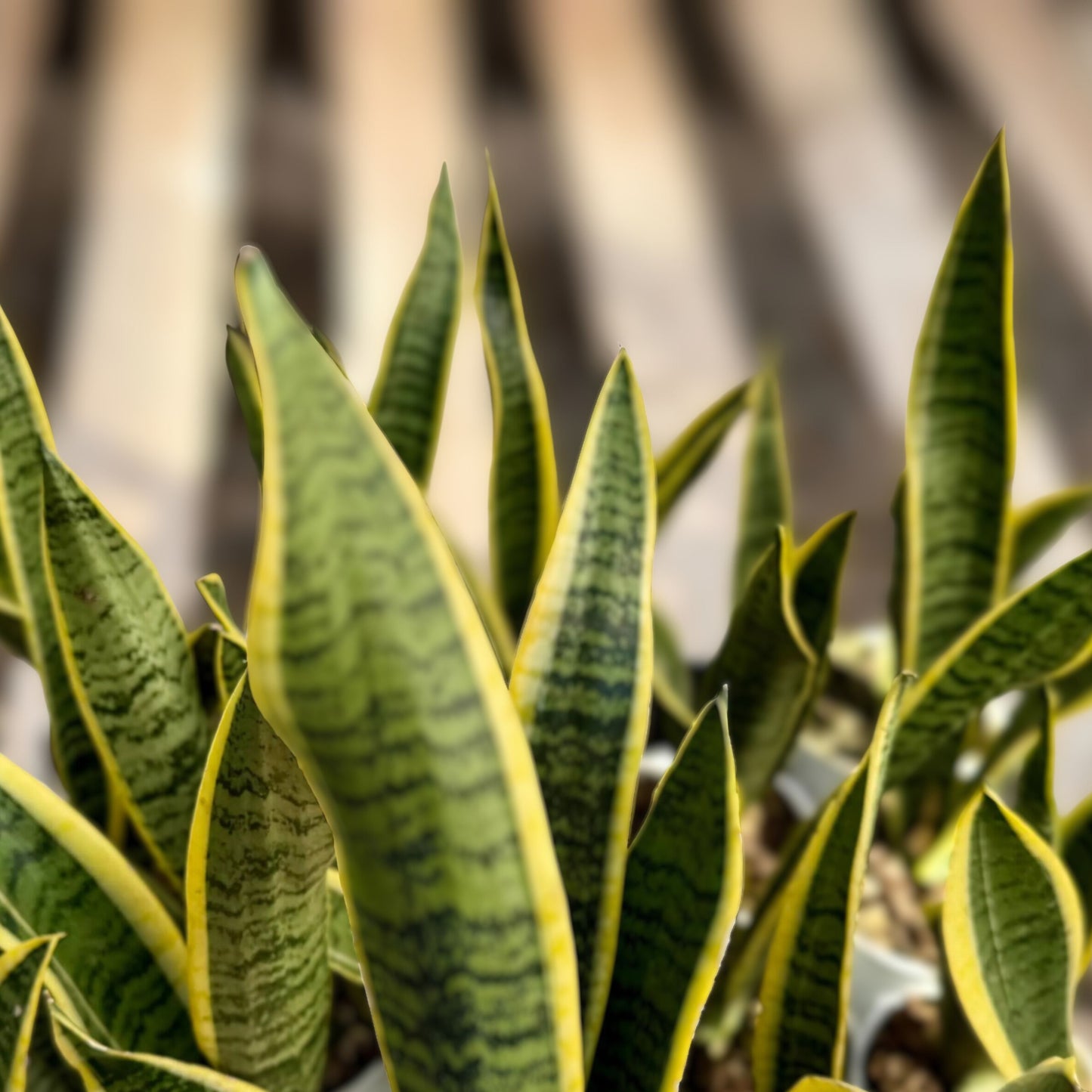 Sansevieria Bonji Plant in 2.5" Pot | Rare Snake Plant | Dracaena | Unique Foliage | Indoor Air Purifying Greenery