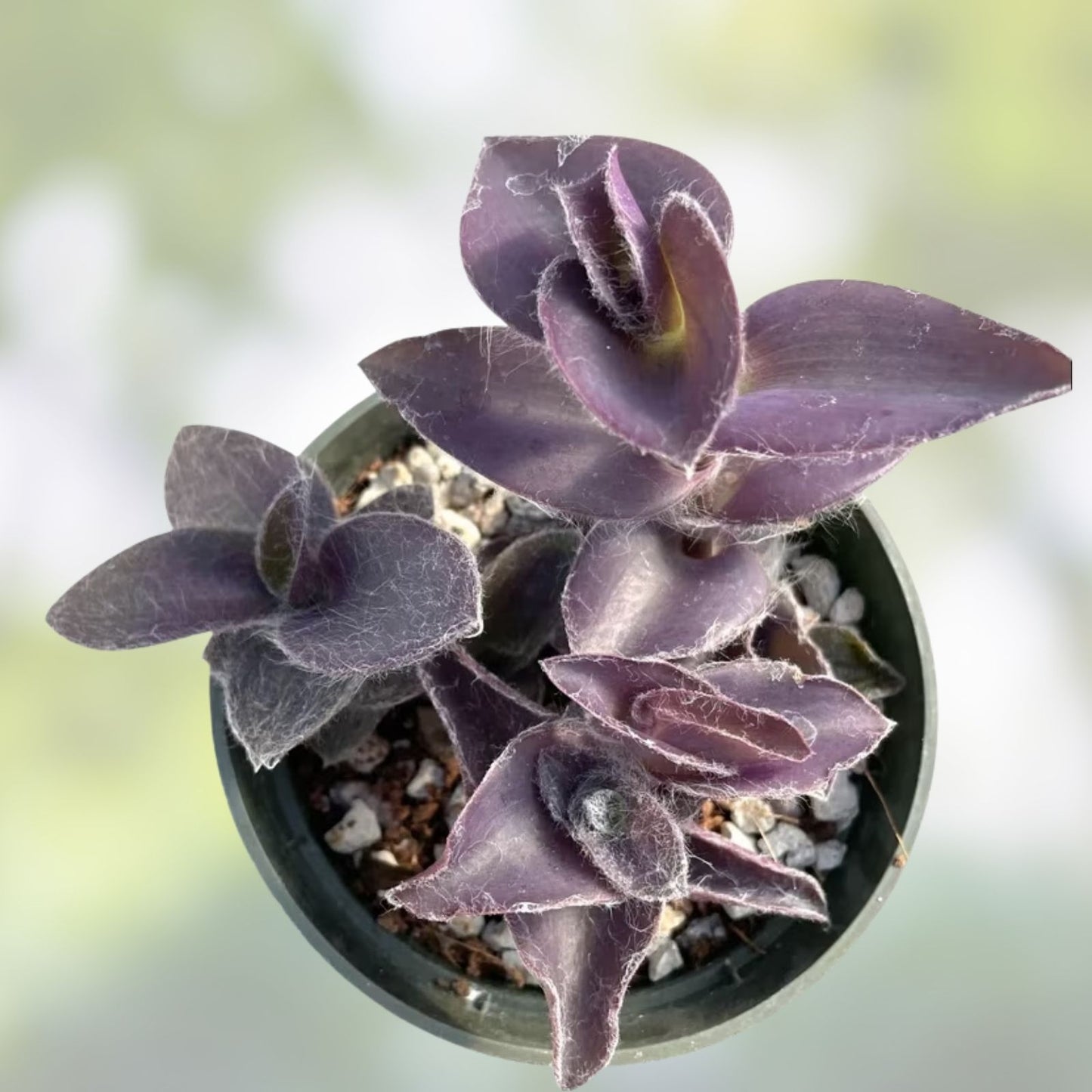 Tradescantia Pallida 'Purple Heart' Live Plant - 2 Inch Wandering Dude Succulent - Purple Foliage Indoor Plant