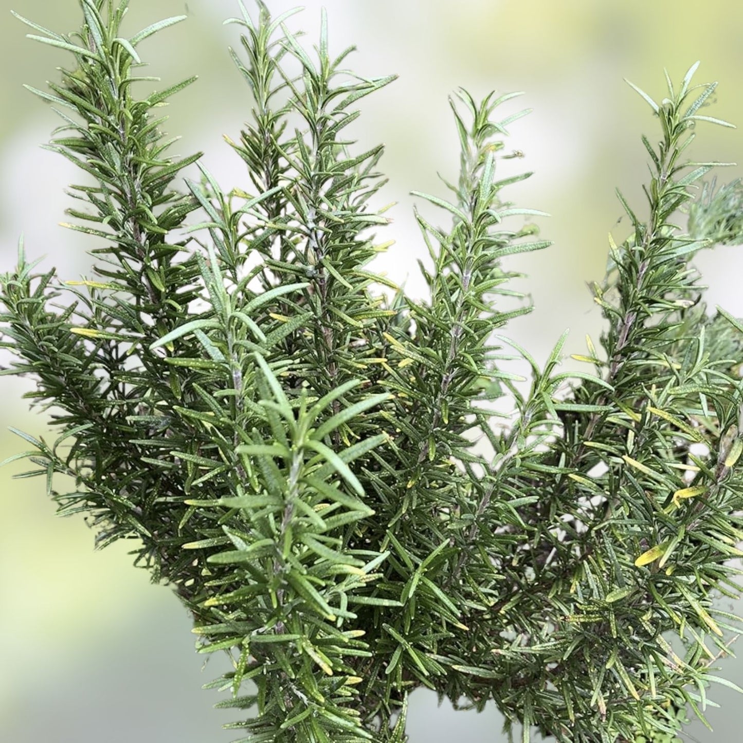 Organic Rosemary Herb Plant Cuttings – 12 Live 10-Inch Grown in USA for Gardening and Culinary Use