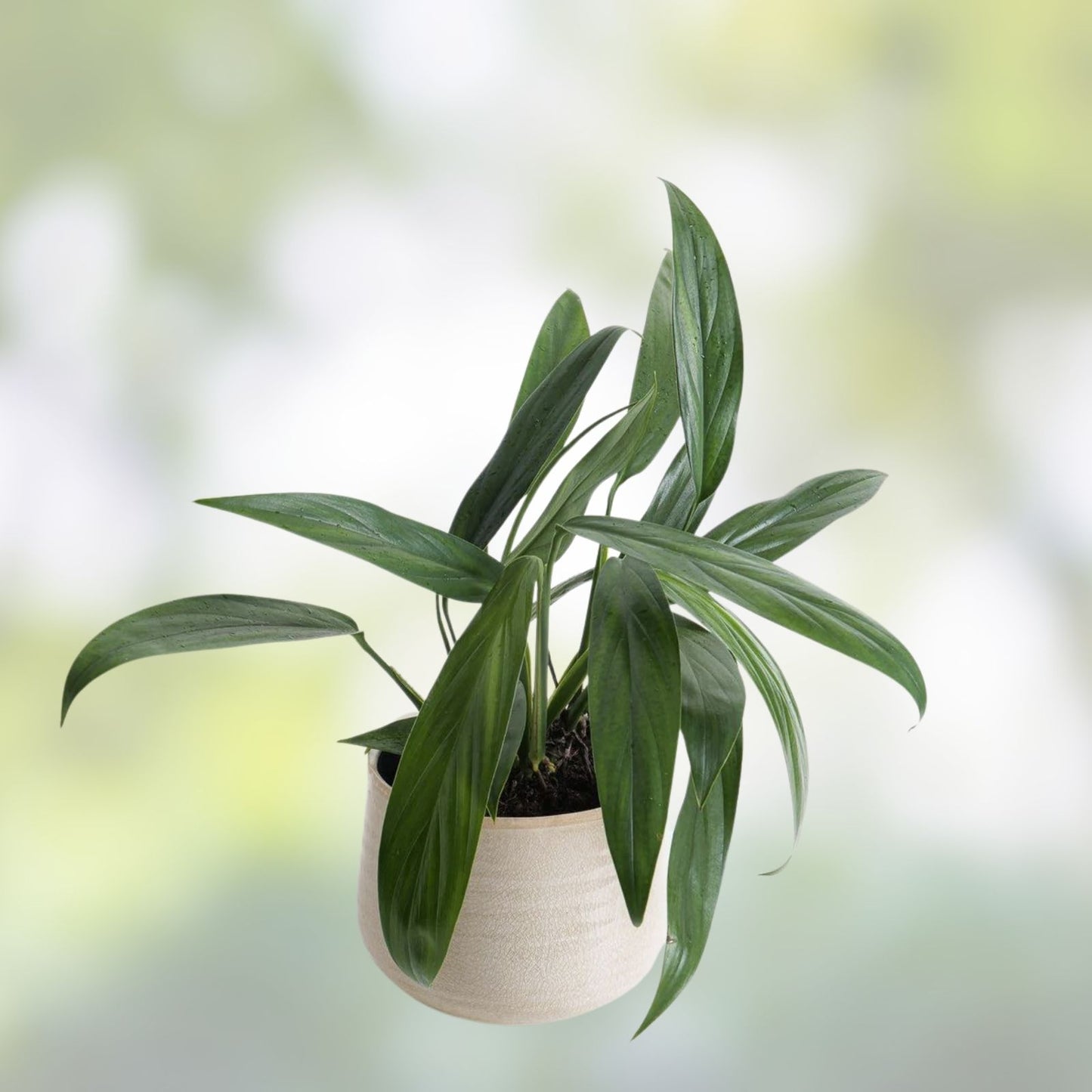 Epipremnum Amplissimum Cutting - Live Indoor Houseplant, Green Foliage, Easy Care, Tropical Vine, Pothos Alternative