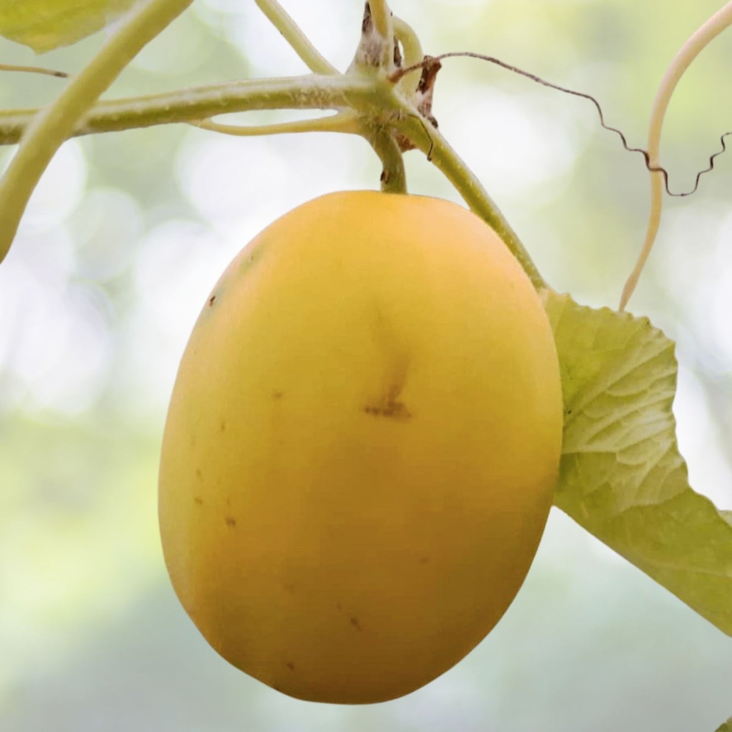 Heirloom Mango Melon Seeds - NON-GMO, 20 Seeds, Cucumis melo var. chito, Sweet Tropical Flavor