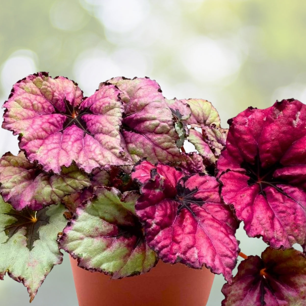 Pink Begonia Plant 6" Pot - Charming Pink Flowers with Yellow Centers - Easy Care Indoor & Outdoor - Begonia x tuberhybrida