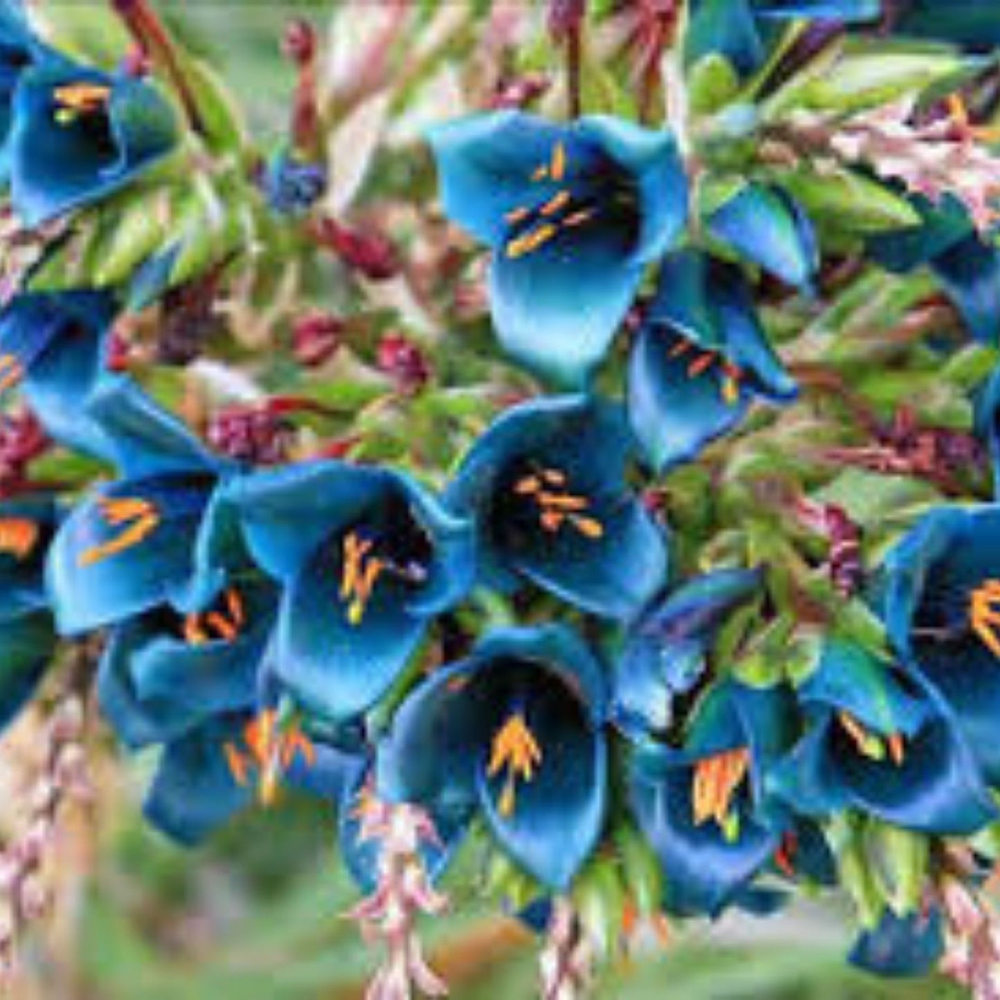 Blue Sapphire Tower Plant Seeds - 10+ Puya alpestris Rare Tropical Succulent with Unique Blue Flowers