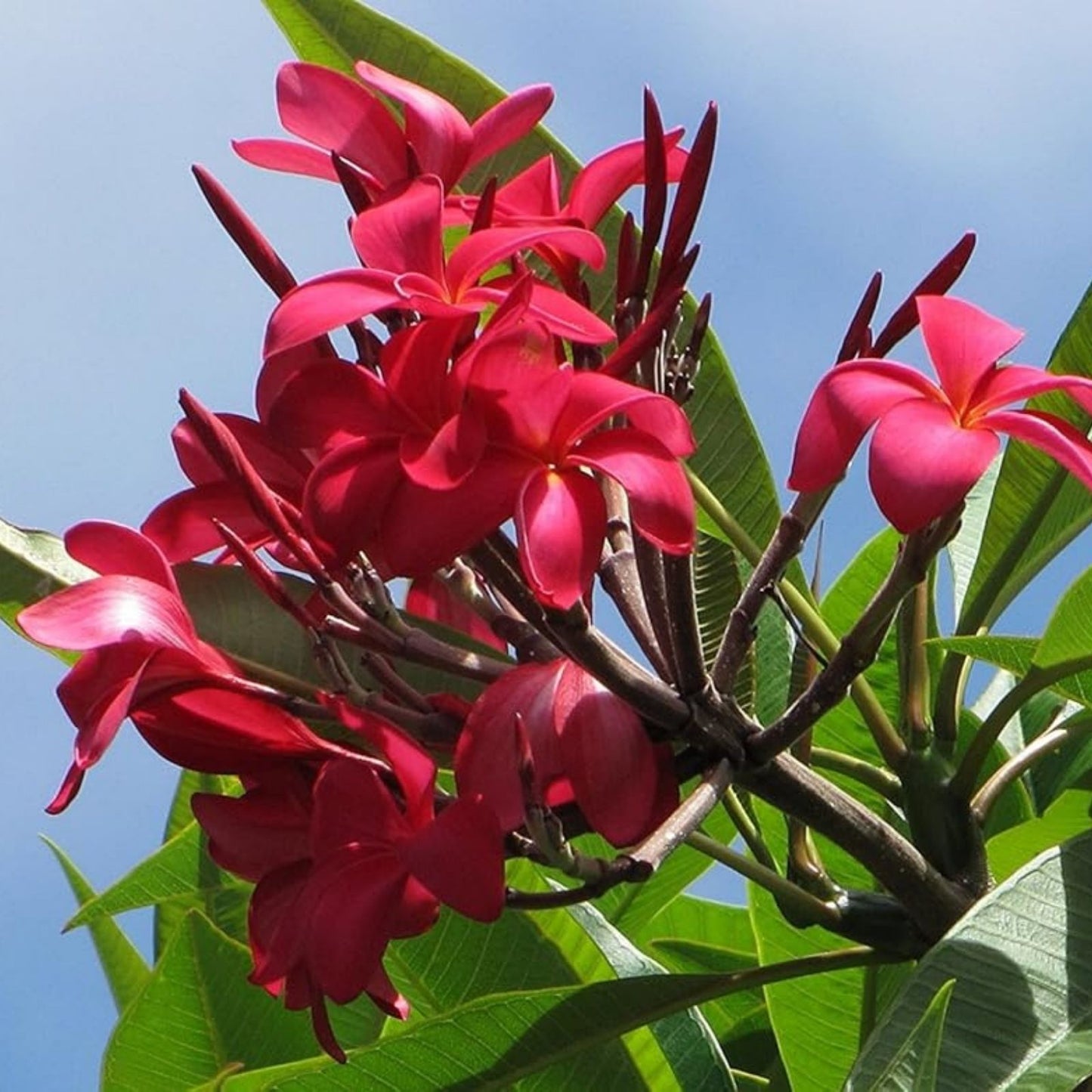 Red Root Plumeria Plant in 3 Inch Pot, Tropical Flowering Plant, Plumeria rubra, Rooted from Seeds