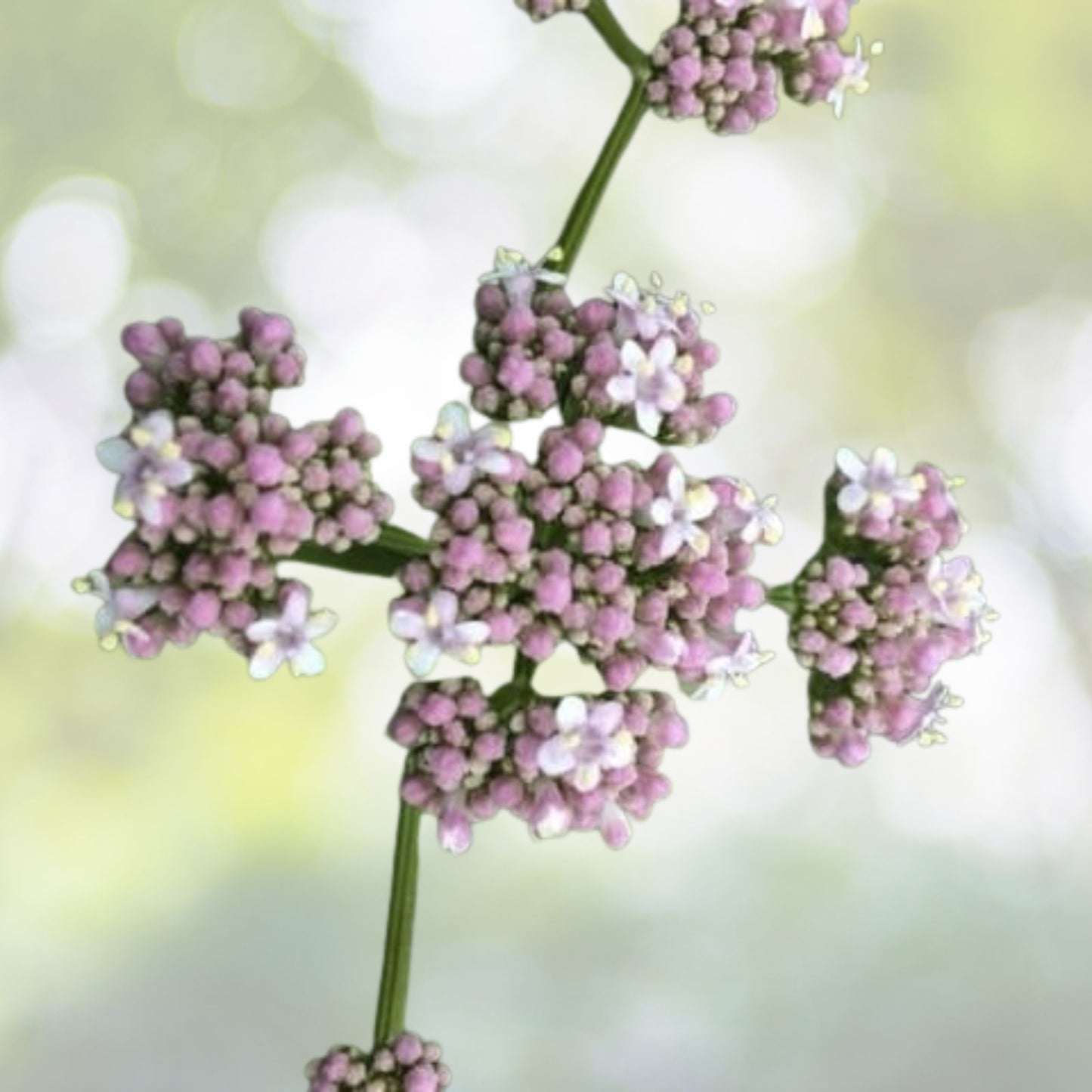 Valerian Seeds 50 Pack | Valeriana Officinalis | Perennial Medicinal Sleep Herb