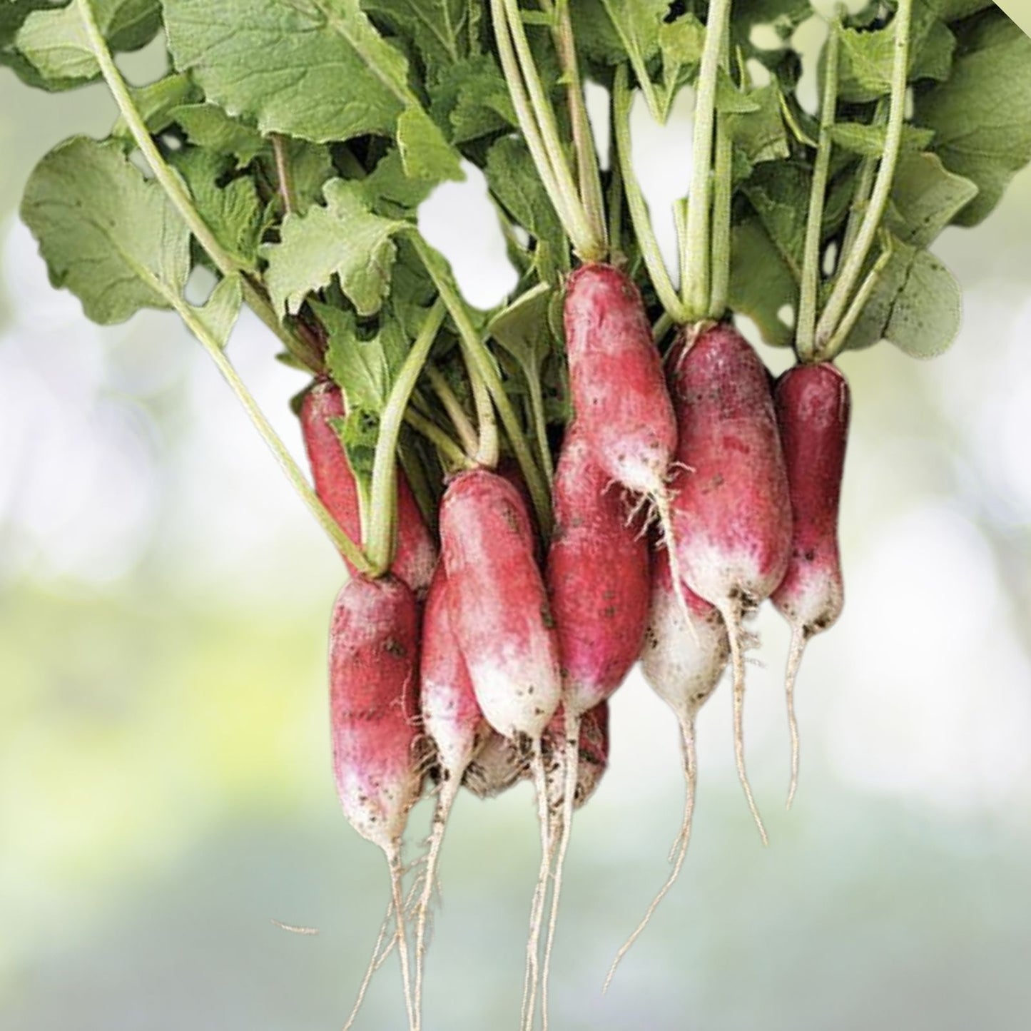 French Breakfast Radish Seeds | Heirloom NON-GMO | Vegetable Garden | Raphanus sativus