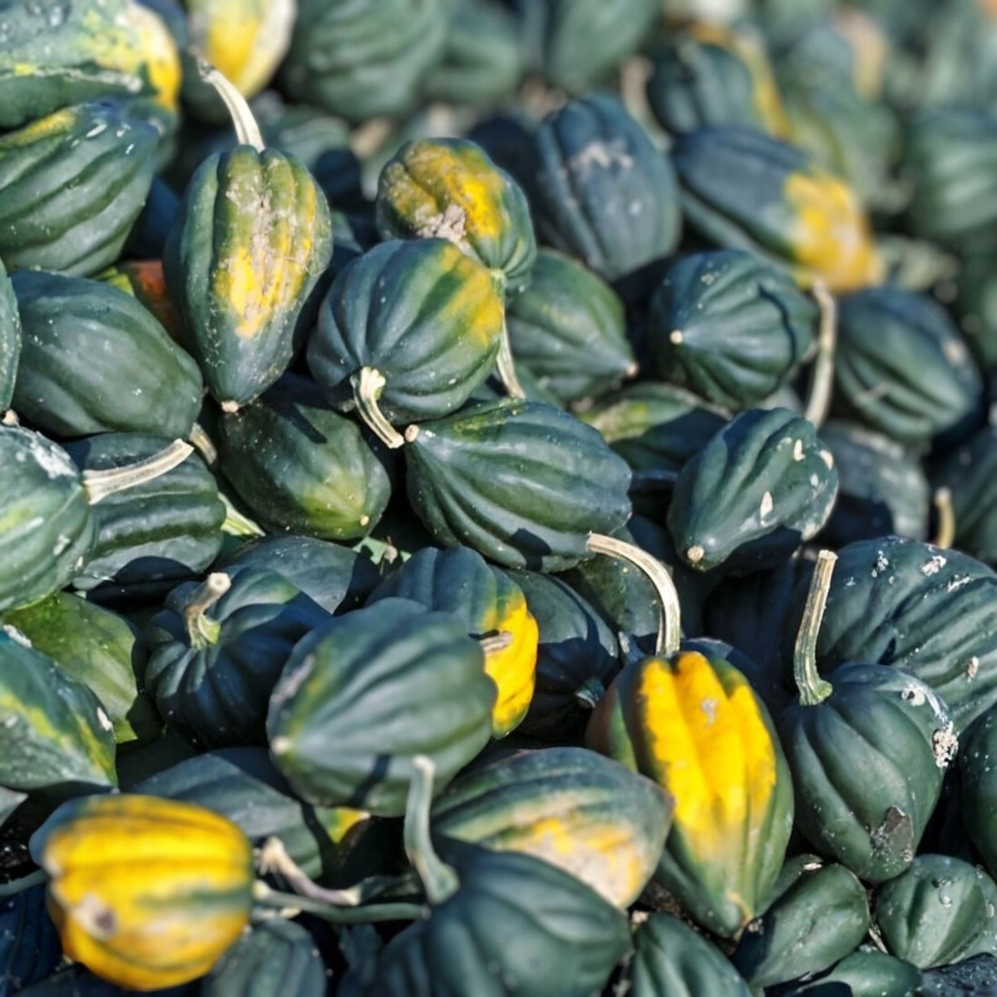 Organic Acorn Winter Squash Seeds 10 Pack Heirloom Cucurbita pepo USA Grown Free Shipping