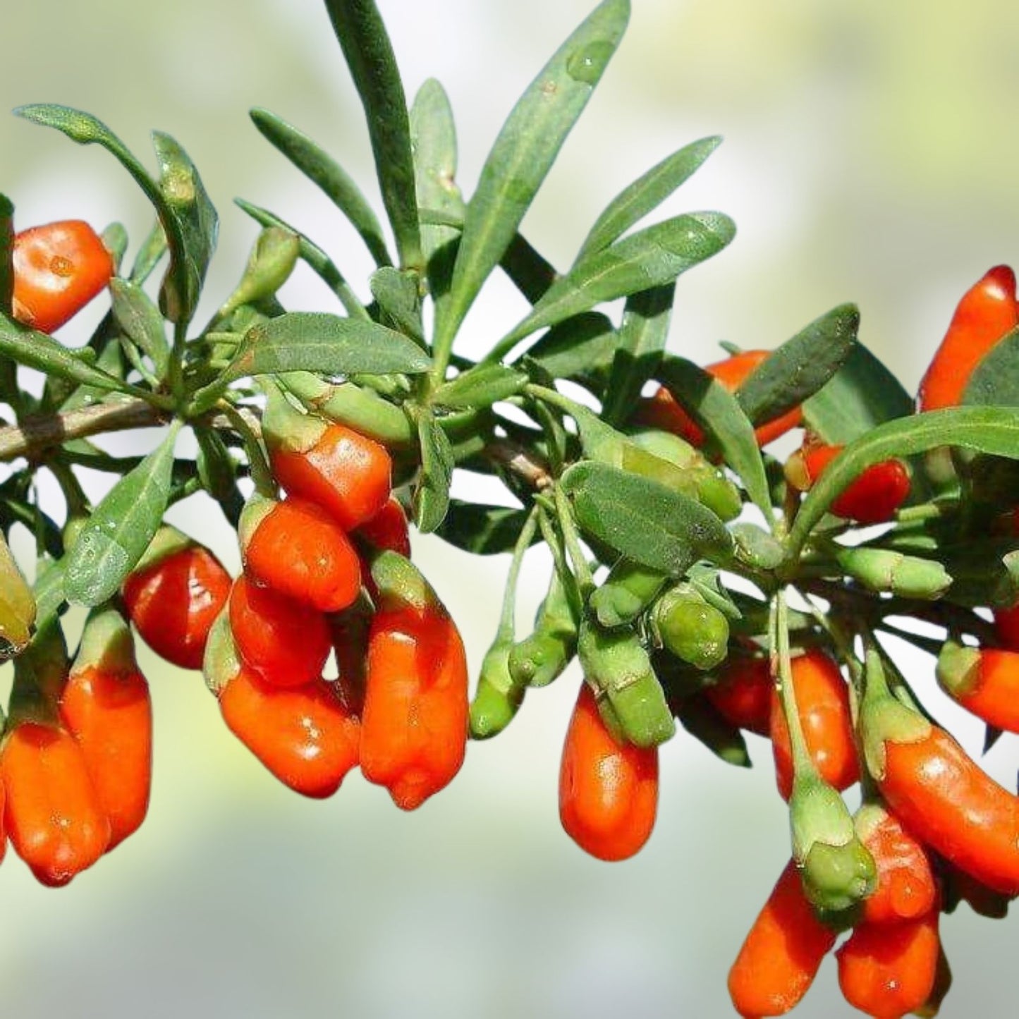 Goji Berry Cuttings - 10 Thin Rooting Shoots of Wolfberry Superfood Bush (Lycium barbarum)