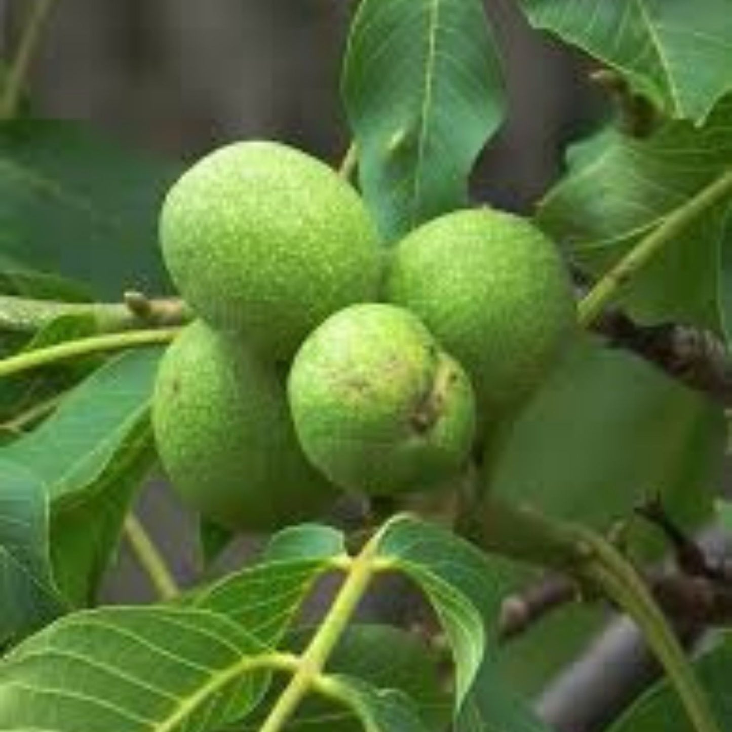 Carpathian Walnut Seeds for Planting - 5 Seeds - Juglans regia Carpathian - High-Quality Tree Seeds for Gardening