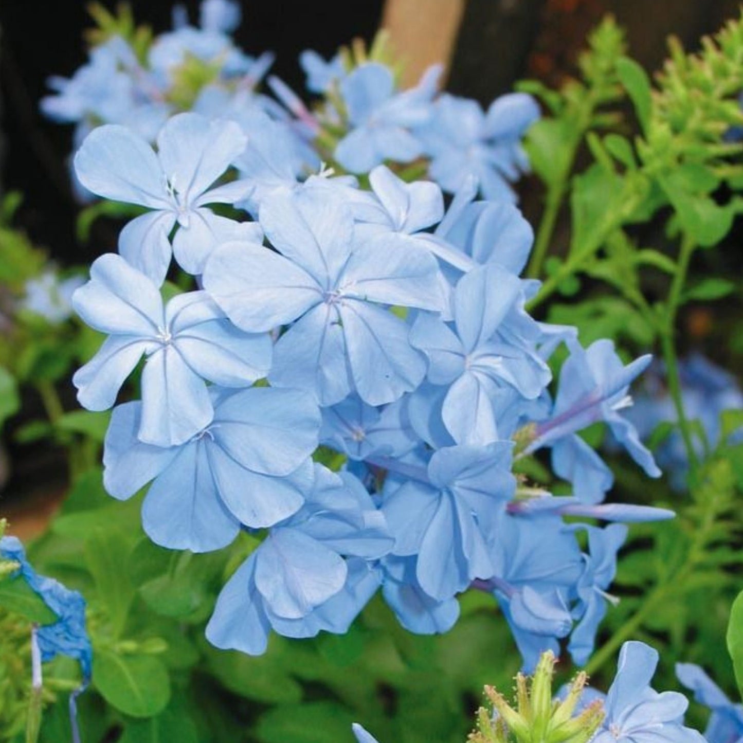 Cape Plumbago Seeds, Imperial Blue Variety, 30+ Seeds, Plumbago auriculata, California Blues, Flowering Shrubs, Garden Seeds