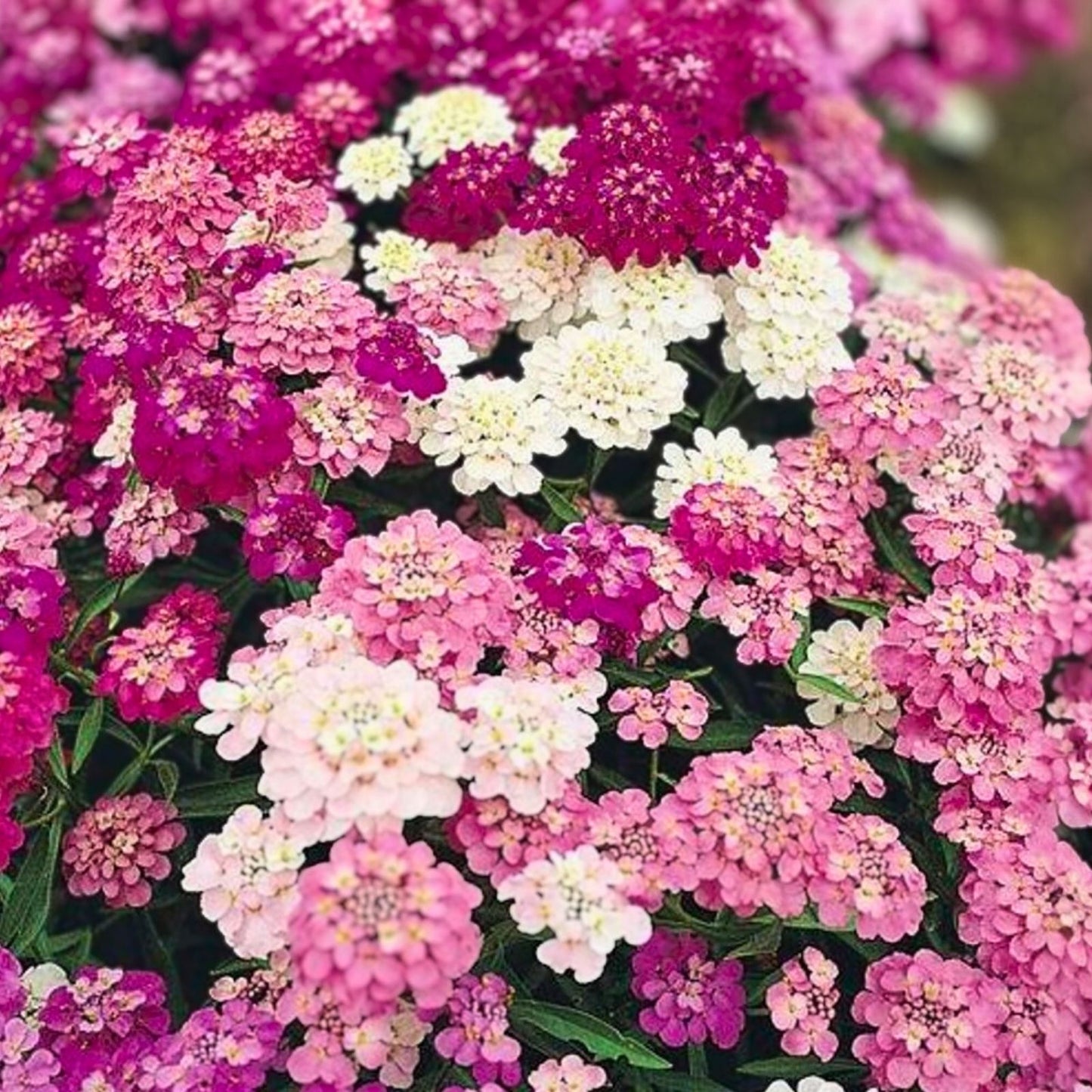Dwarf Candytuft Seeds Fairy Mix Pink Lavender White Flowers Iberis umbellata 50+ Seeds for Garden, Landscaping, and Pollinator Gardens