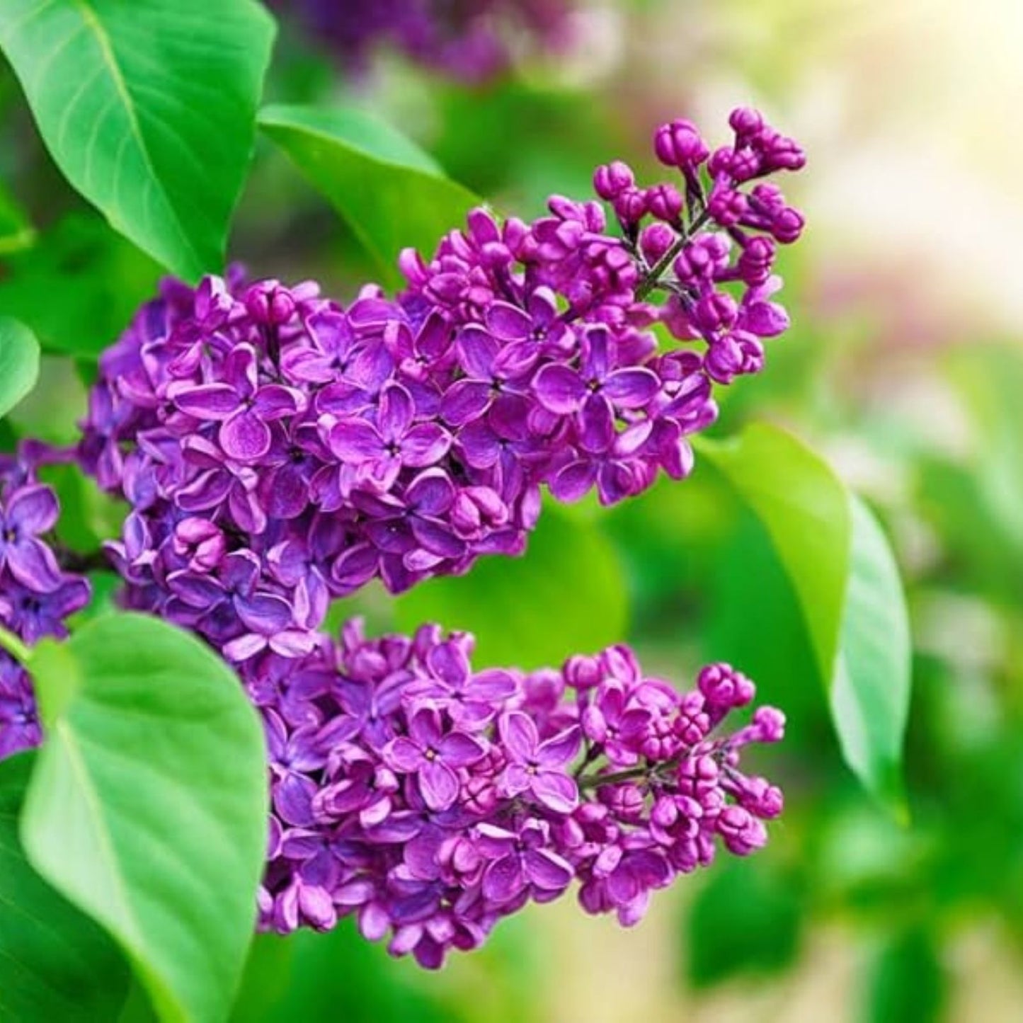 Purple Lilac Seeds - 50 Seeds - Stunning Purple Flowers - Syringa vulgaris - Garden Planting, Fragrant Blooms