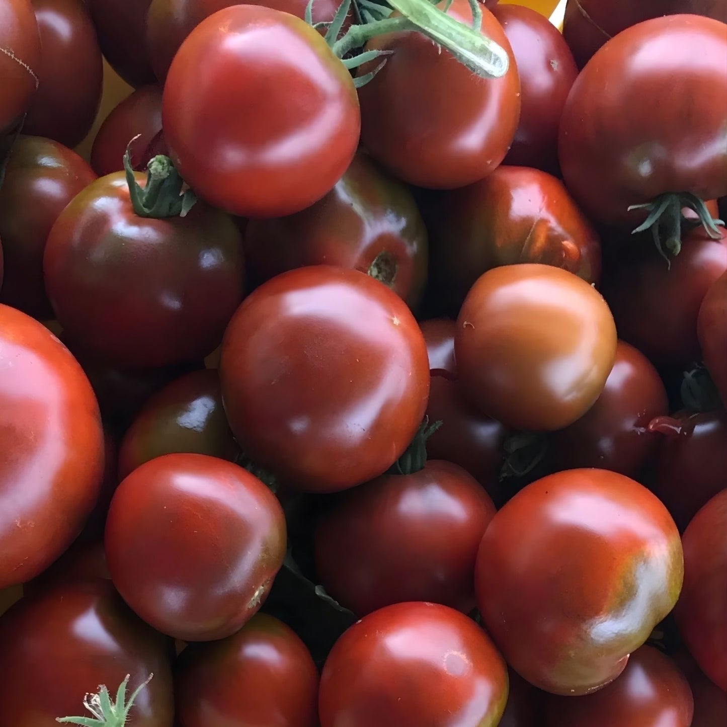 Black Prince Tomato Seeds - 100 Organic Heirloom Non-GMO Seeds for Home Gardening - Solanum lycopersicum
