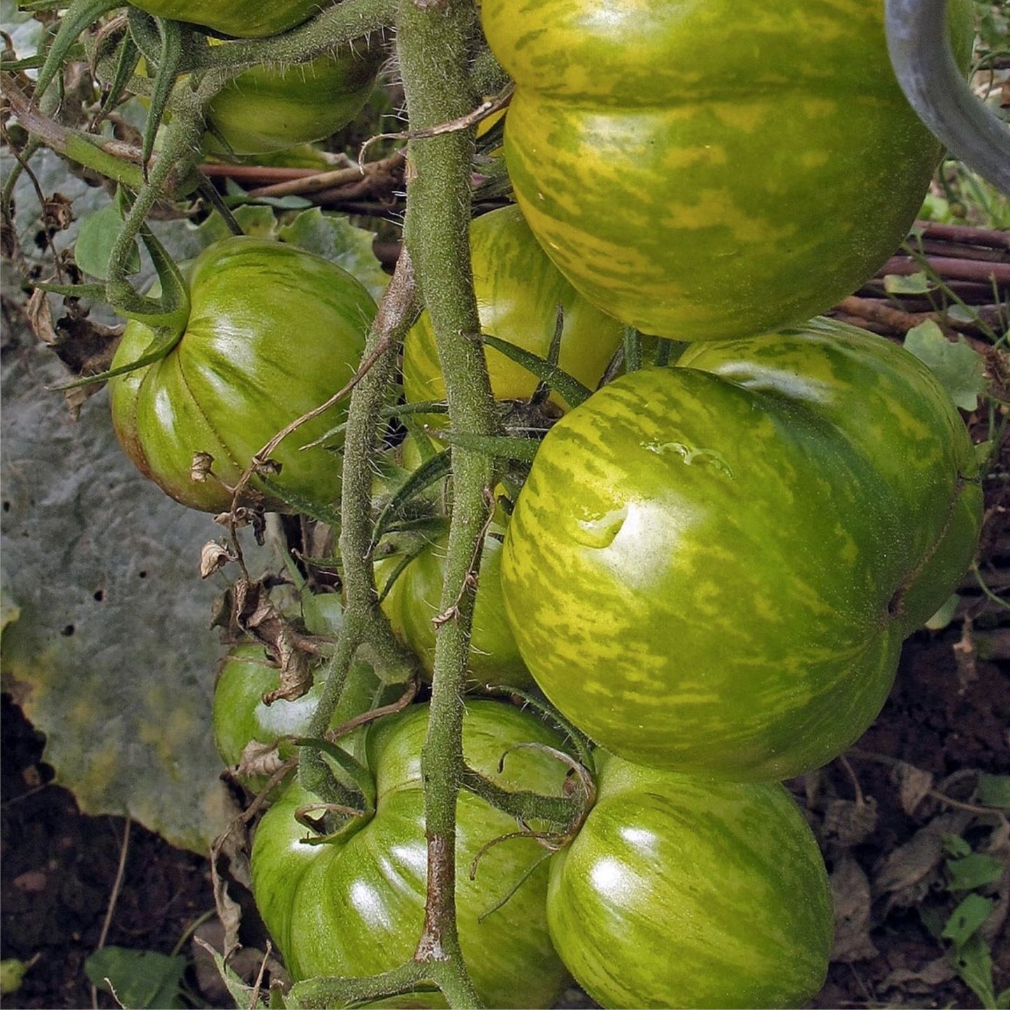 Green Zebra Tomato Seeds – 50+ Heirloom Striped Green and Yellow Solanum lycopersicum, Made in USA
