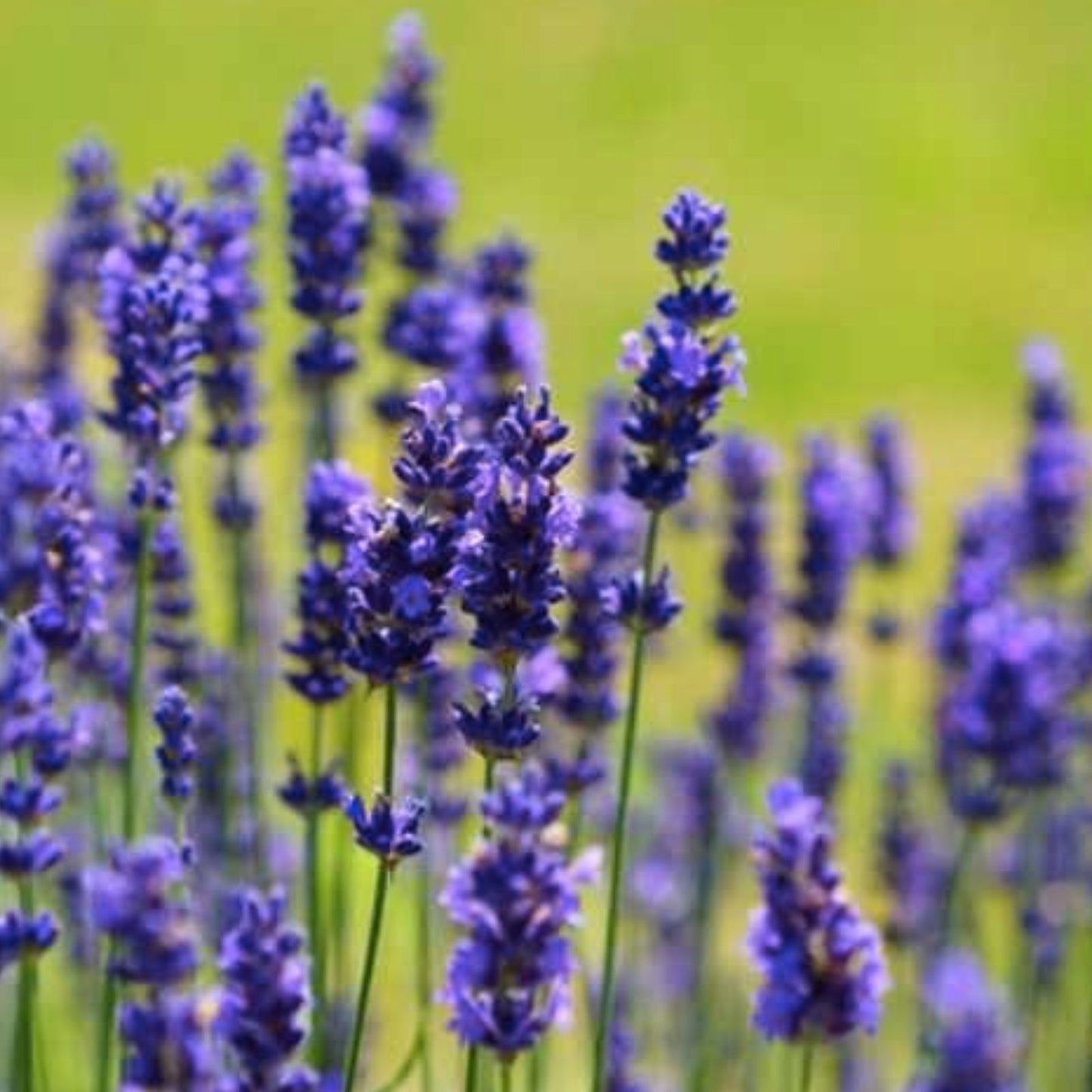 Vera Lavender Seeds - 200+ Count English Lavender Herb, True Lavender Perennial (Lavandula angustifolia) - USA Grown