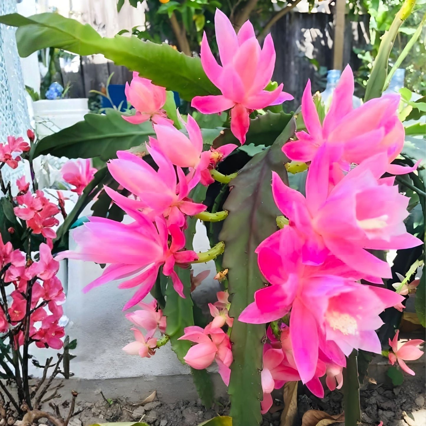 Epiphyllum 'Mr. P.' Rooted Cutting - Rare Orchid Cactus - Unique Indoor Plant for Collectors and Gardeners