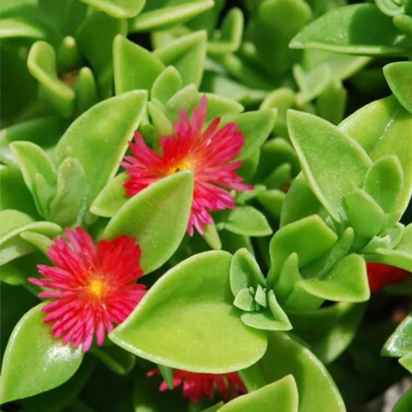 Aptenia cordifolia 'Red/Pink Apple Ice Plant' Cuttings 4"-7" | Baby Sun Rose Succulent | 20 Pack