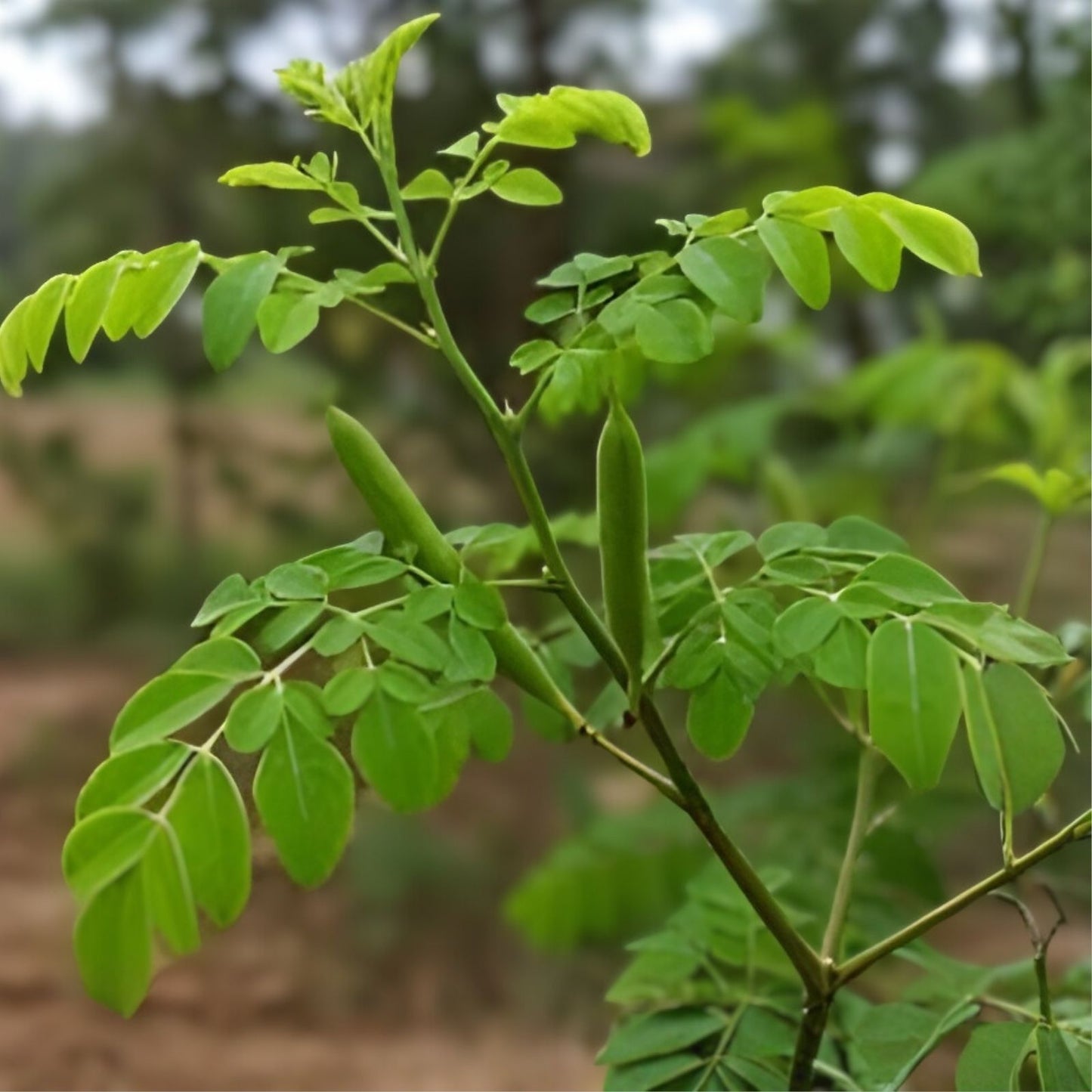 Moringa Oleifera Cutting - 1" Diameter 24" Drumstick Stem - Miracle Tree of Life - Edible Leafing Tree Seedling