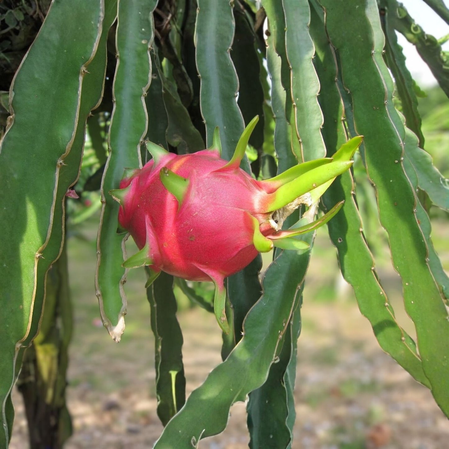 Dragon Fruit Cuttings 10 White Flush 8-14 Inches Long Hylocereus undatus Cactus Plant Propagation