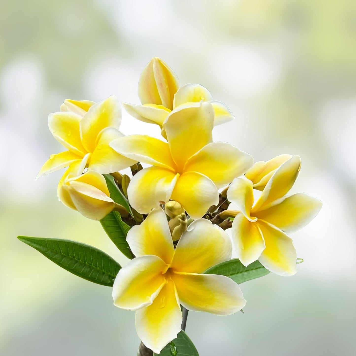 Rooted Plumeria Plant - Celadine Variety - Tropical Flowering Frangipani - Garden, Patio, Indoor Plant