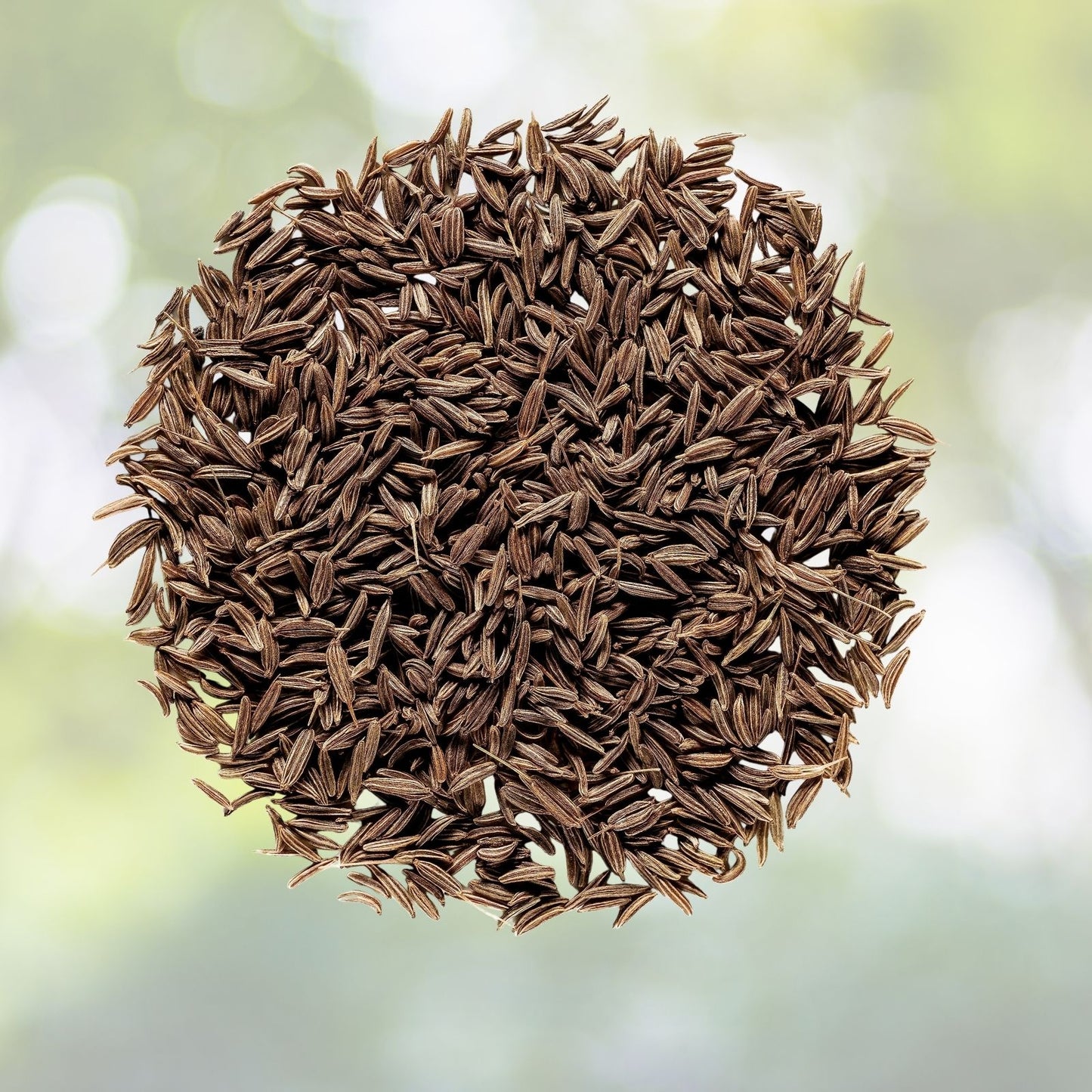 Organic Cumin Seeds - Culinary Grade, Annual, 50+ Seeds, Cuminum cyminum - Free Shipping