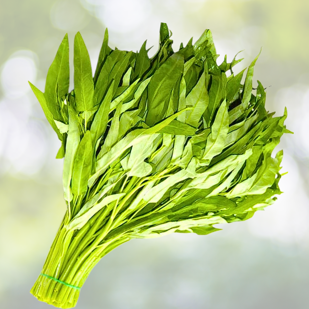 Korean Melon Seeds - 120+ Seeds - Asian Fruit Cucumber Melon Variety - Cucumis melo var. makuwa