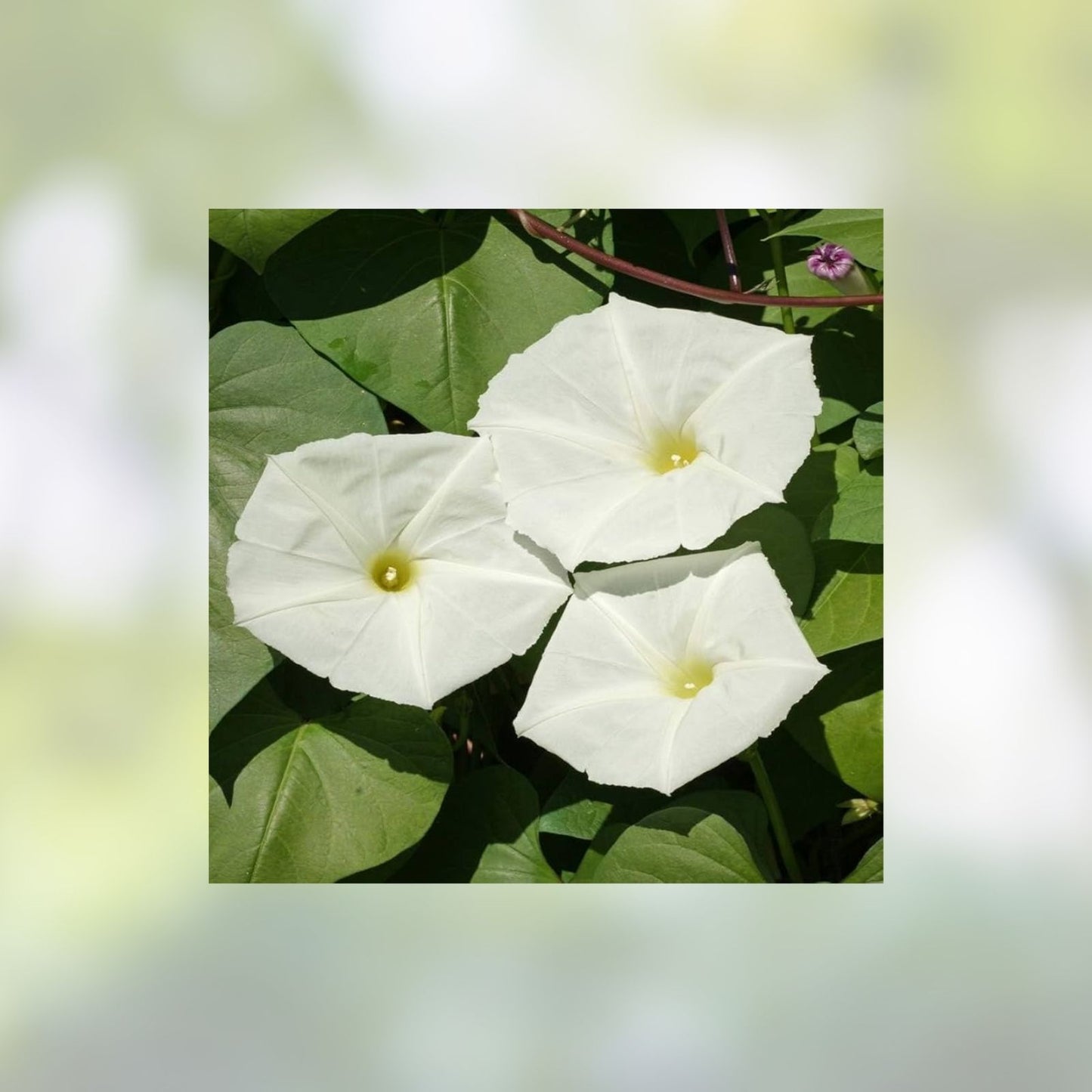 Moonflower Seeds 50 Count - Night-Blooming Reflective Ipomoea alba Seeds for Garden, Pollinator attracting, Fragrant flowers