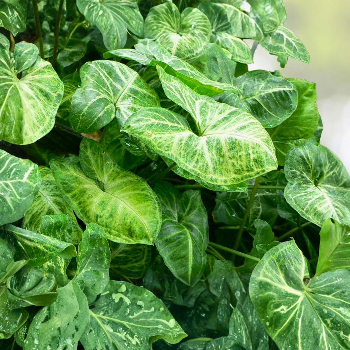 Syngonium Podophyllum Plant 4" Pot Green Red Arrowhead Easy Care Houseplant - Indoor Plant for Home Decor